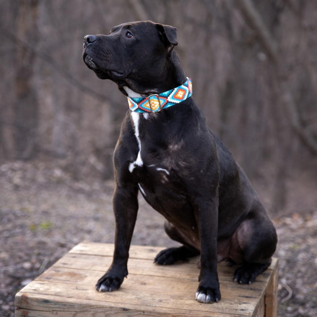 Ike, a Adoptable Pit Bull Terrier in Crystal, MN image 5/5