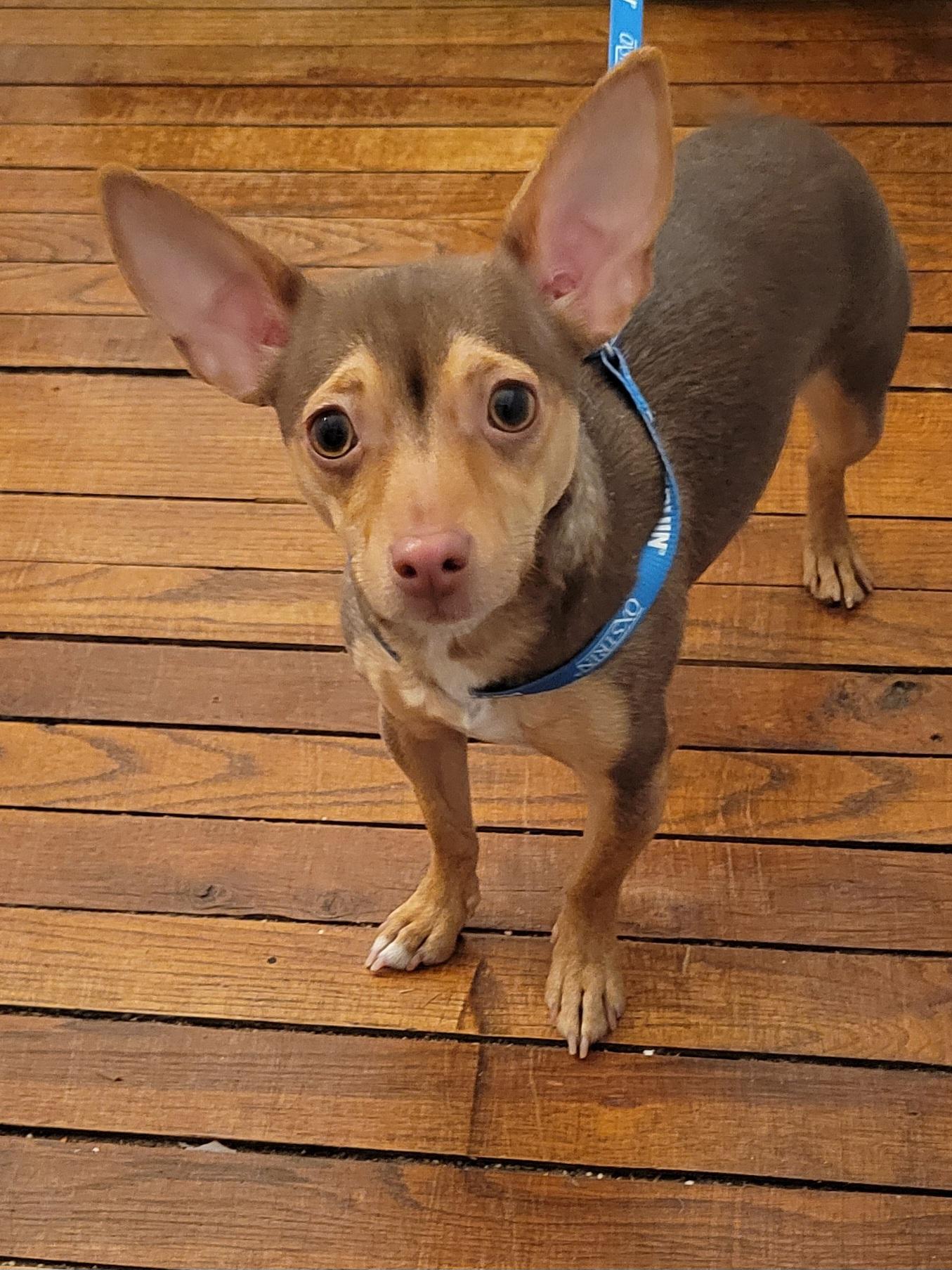 Coco, ADOPTABLE, Young Female Chihuahua.