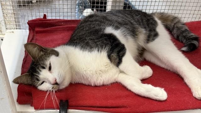 Enlarge woody, a Adoptable mixed breed in Huntington, NY image 1/1