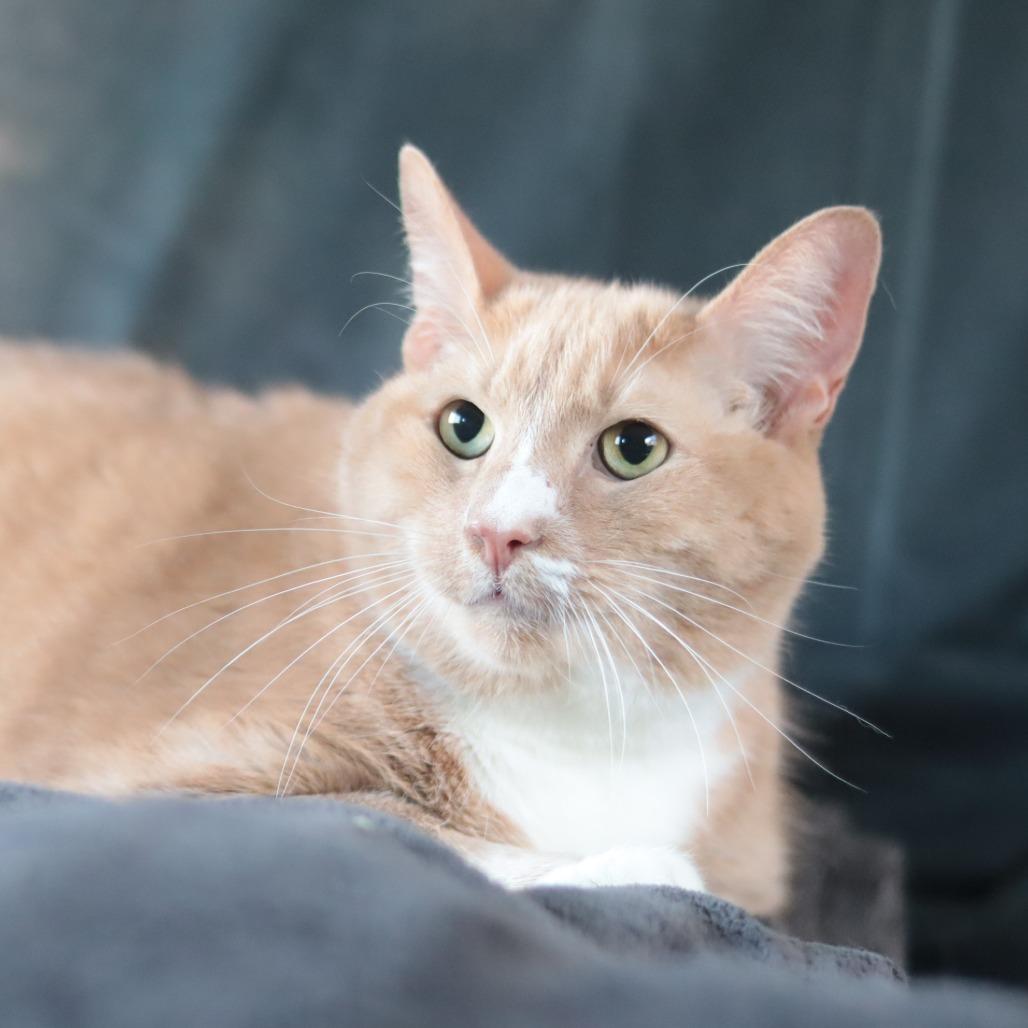 Prince, Adoptable, Senior Male Domestic Short Hair.