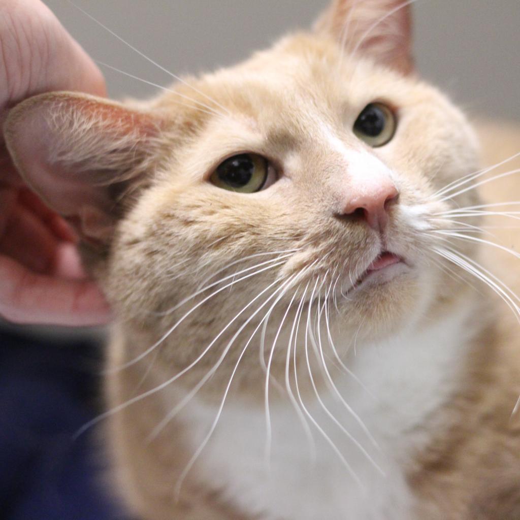 Enlarge Prince, a Adoptable Domestic Short Hair in Philadelphia, PA image 2/6