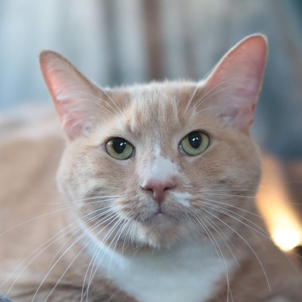 Enlarge Prince, a Adoptable Domestic Short Hair in Philadelphia, PA image 3/6