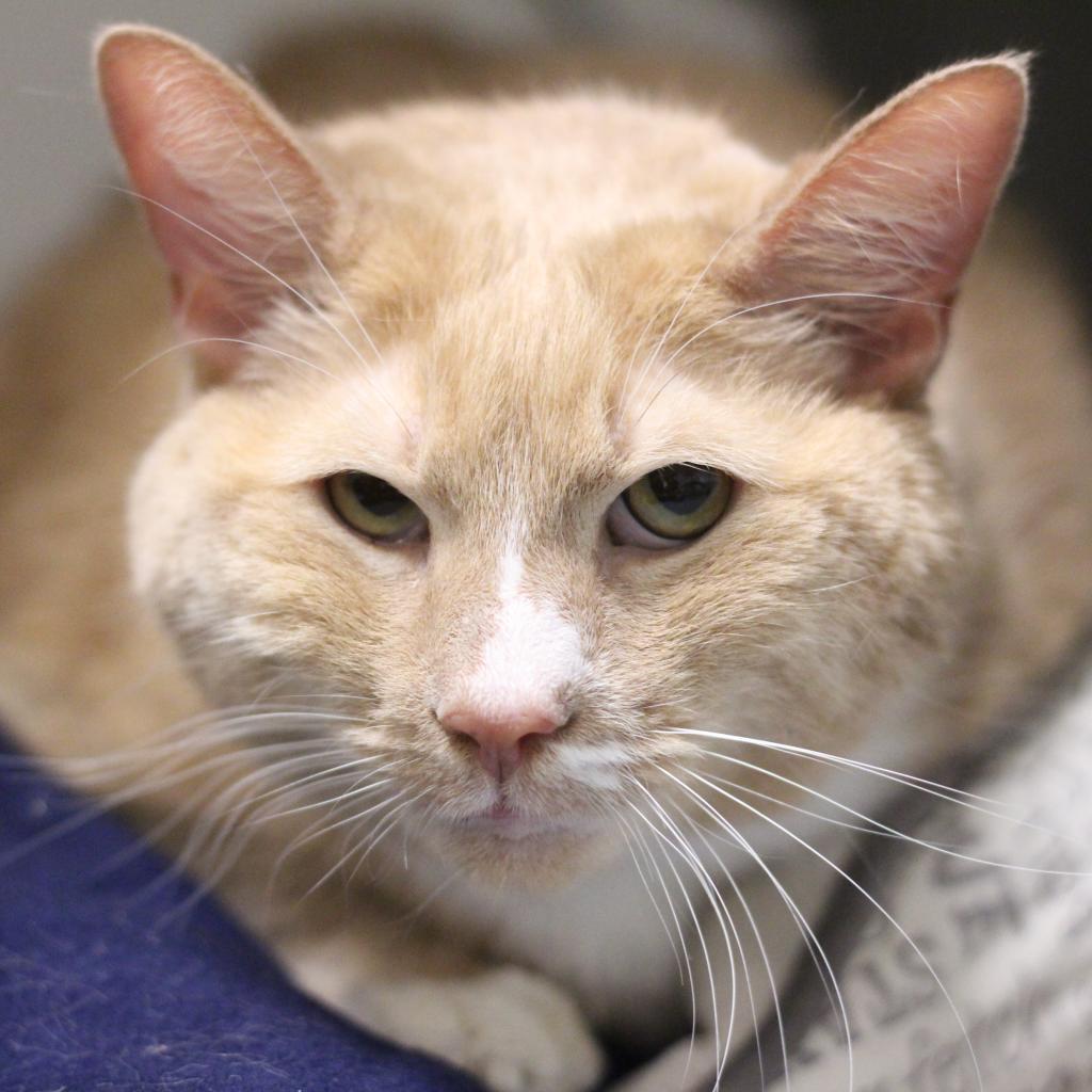 Enlarge Prince, a Adoptable Domestic Short Hair in Philadelphia, PA image 4/6