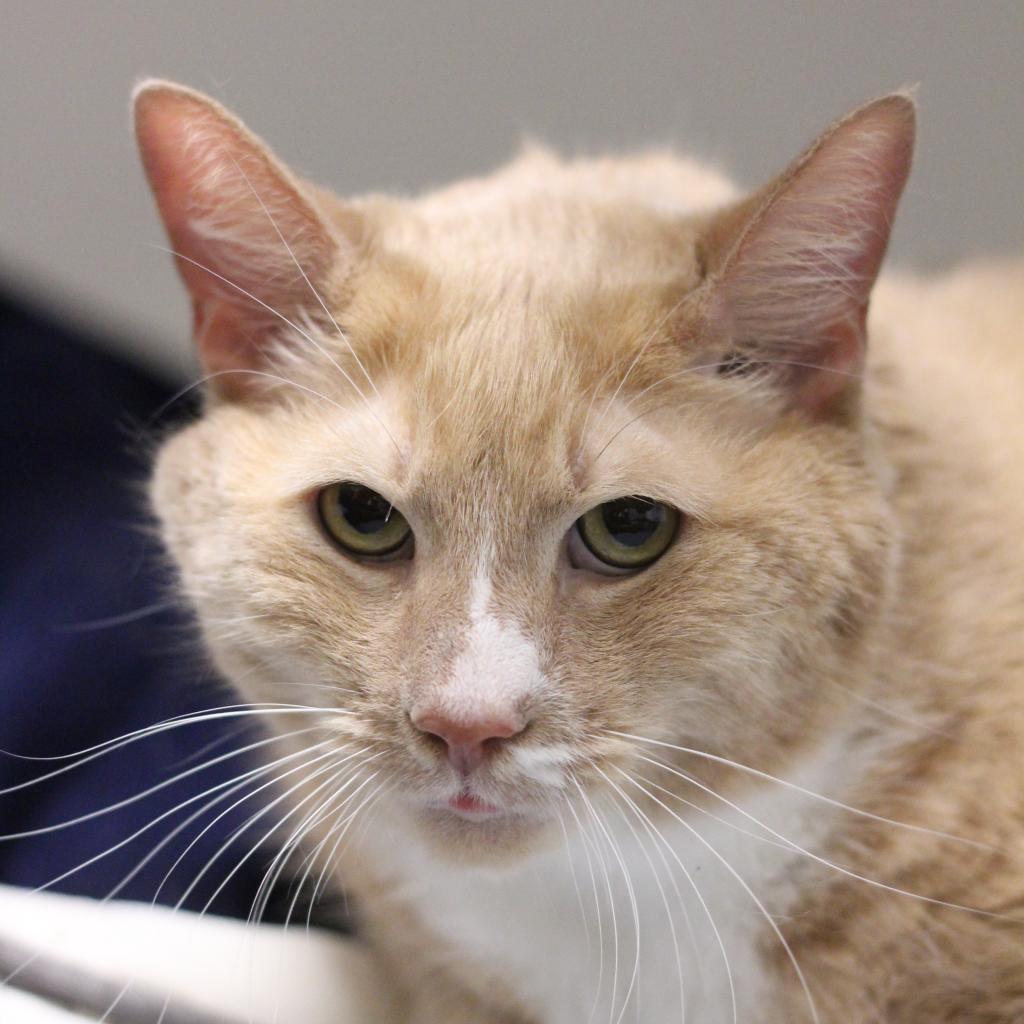 Enlarge Prince, a Adoptable Domestic Short Hair in Philadelphia, PA image 5/6