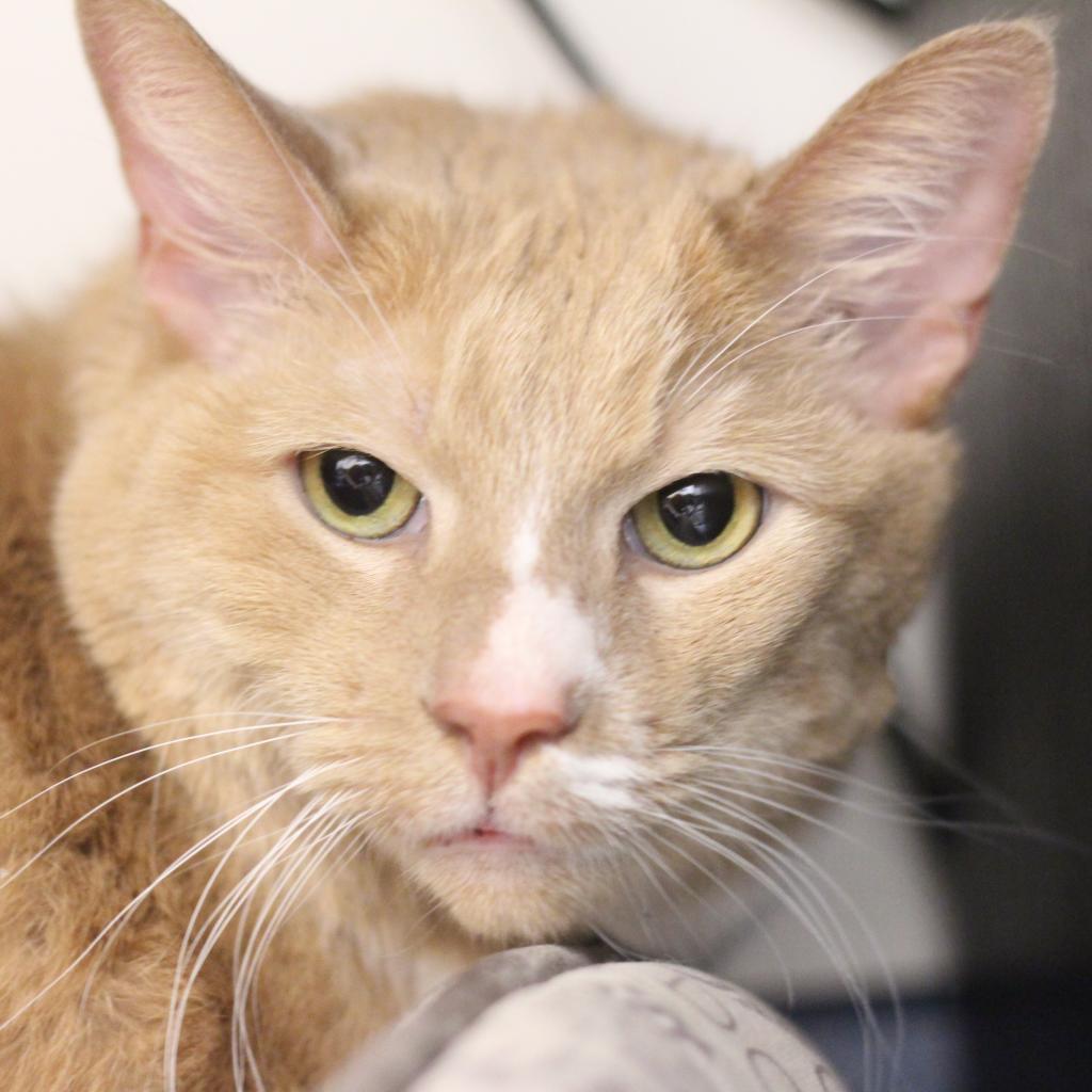 Enlarge Prince, a Adoptable Domestic Short Hair in Philadelphia, PA image 6/6