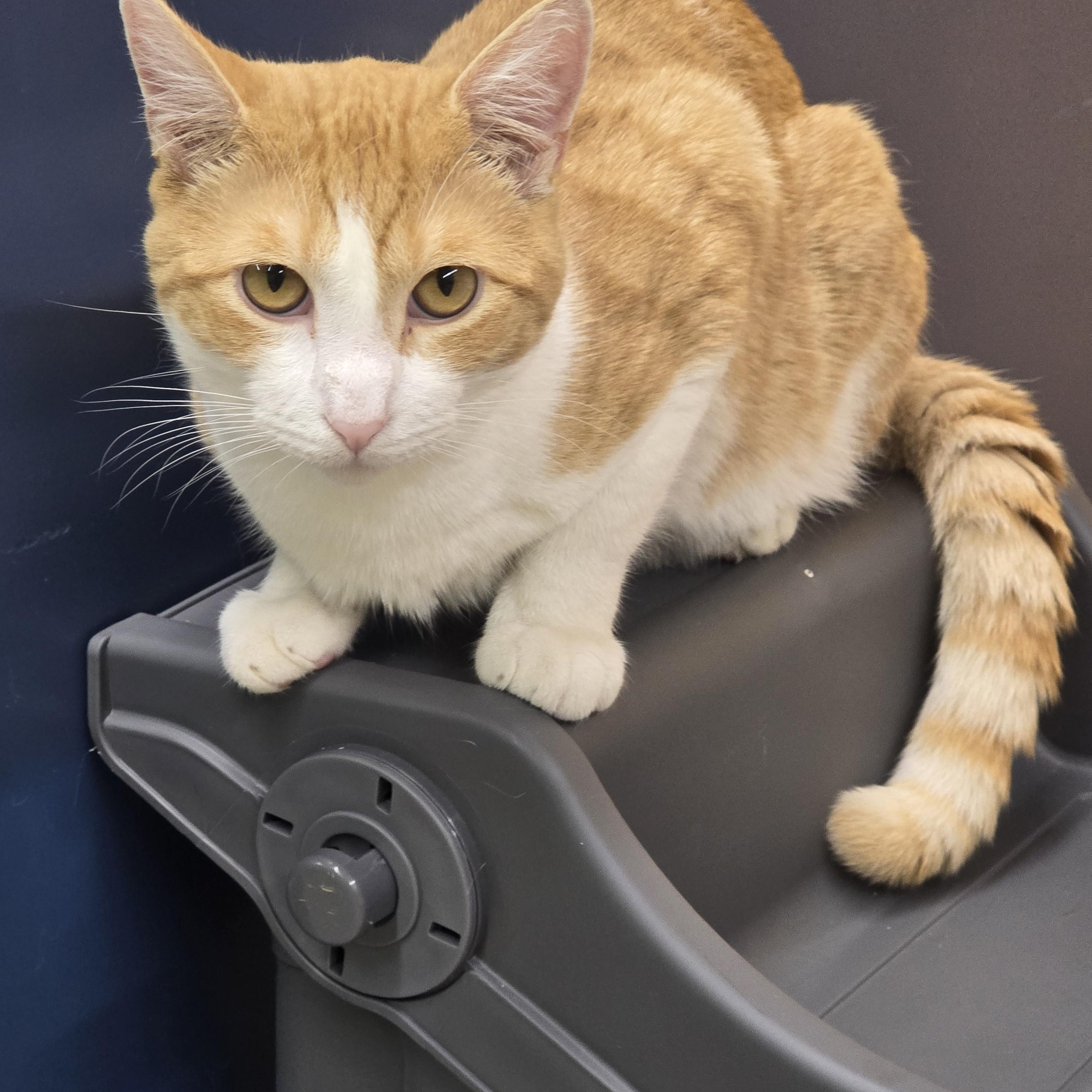 Bailey, Adoptable, Adult Male Domestic Short Hair.