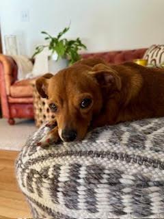 Enlarge Meebs, a ADOPTABLE Chihuahua in Denver, CO image 4/5