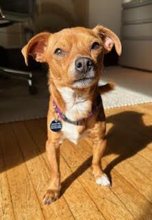 Enlarge Meebs, a ADOPTABLE Chihuahua in Denver, CO image 3/5