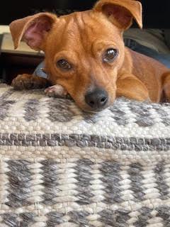 Enlarge Meebs, a ADOPTABLE Chihuahua in Denver, CO image 5/5