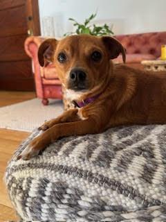 Enlarge Meebs, a ADOPTABLE Chihuahua in Denver, CO image 1/5