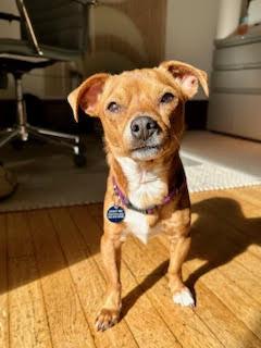 Enlarge Meebs, a ADOPTABLE Chihuahua in Denver, CO image 2/5