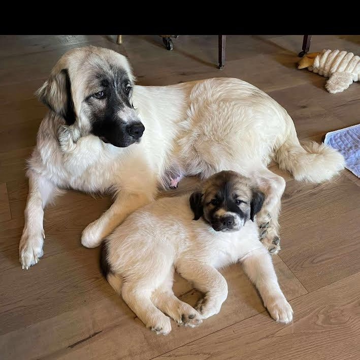 Timberlin - Mixed Breed Pyr Pup - New to Rescue, a Adopted mixed breed in Indianapolis, IN image 5/5