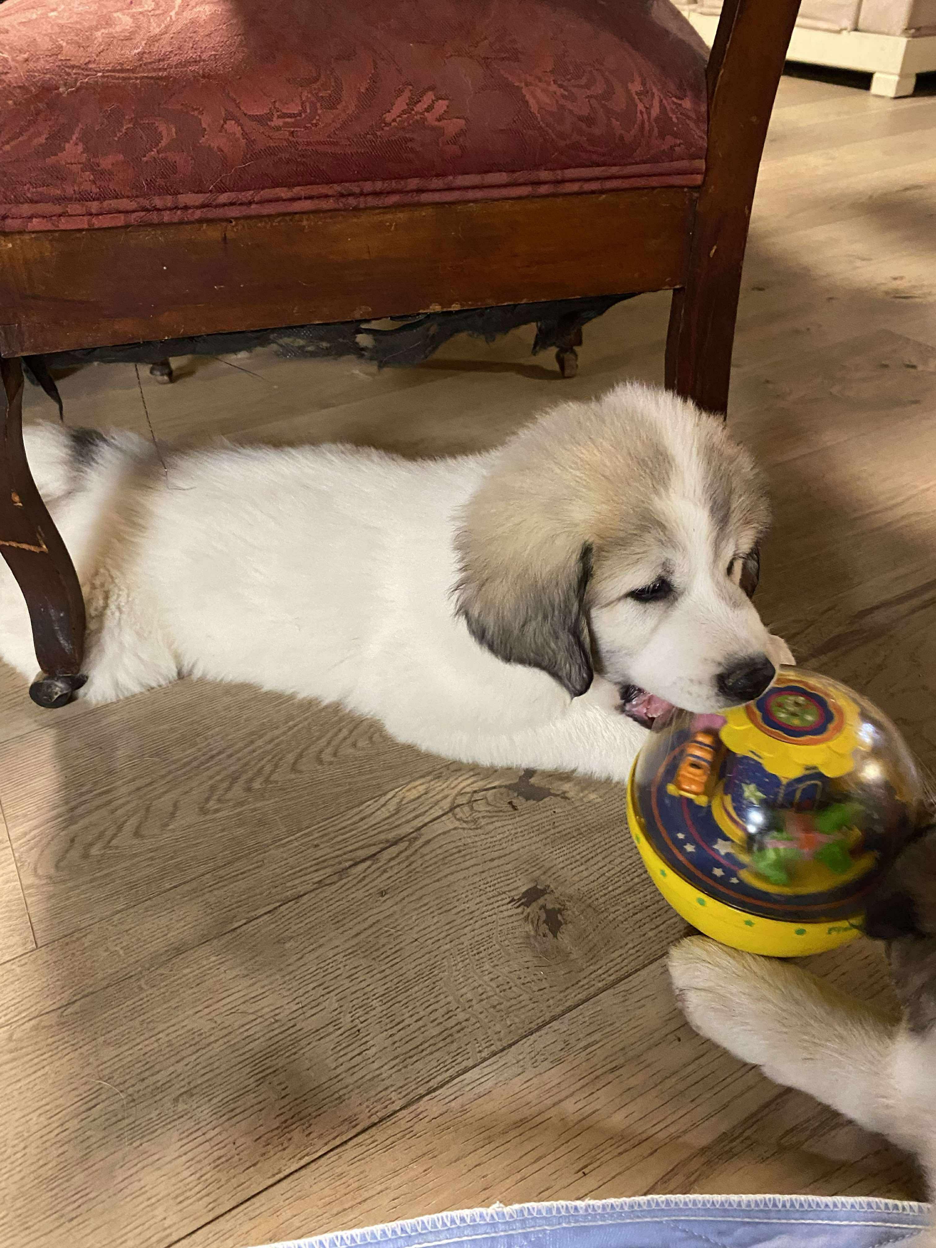 Timberlin - Mixed Breed Pyr Pup - New to Rescue, a Adopted mixed breed in Indianapolis, IN image 2/5
