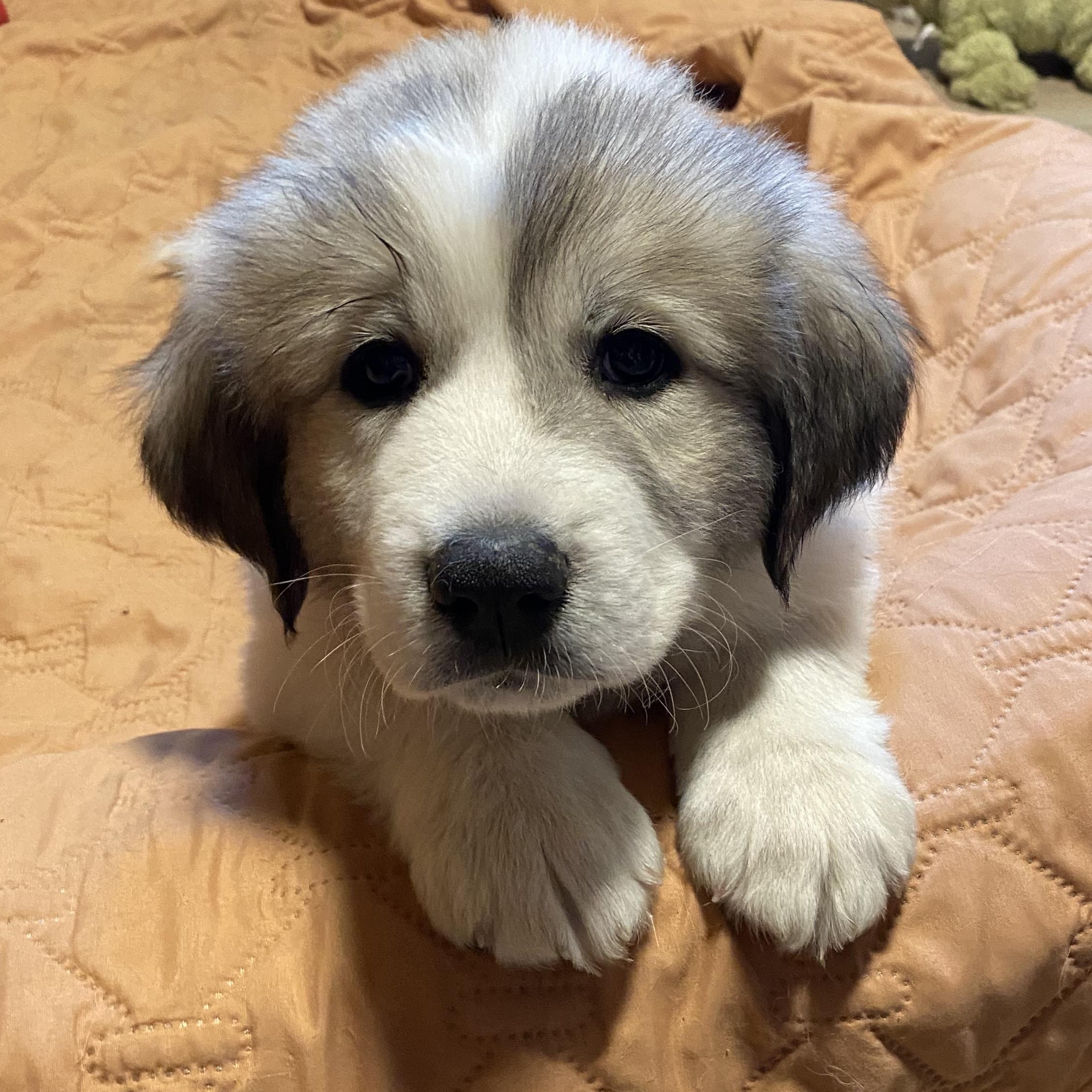 Timberlin - Mixed Breed Pyr Pup - New to Rescue, a Adopted mixed breed in Indianapolis, IN image 3/5