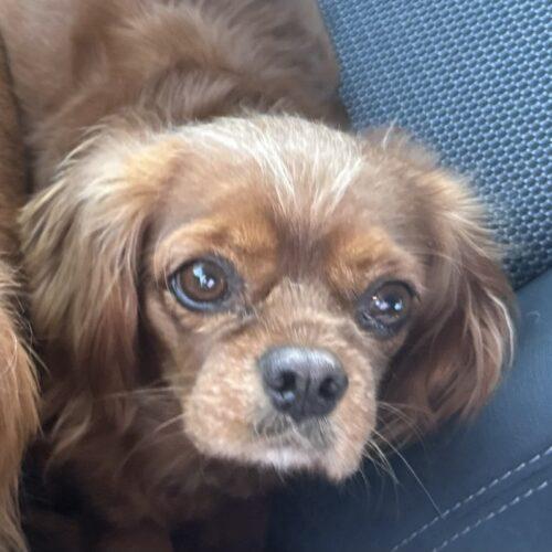 Enlarge Jamaica, a Adoptable Cavalier King Charles Spaniel in Broken Arrow, OK image 1/2