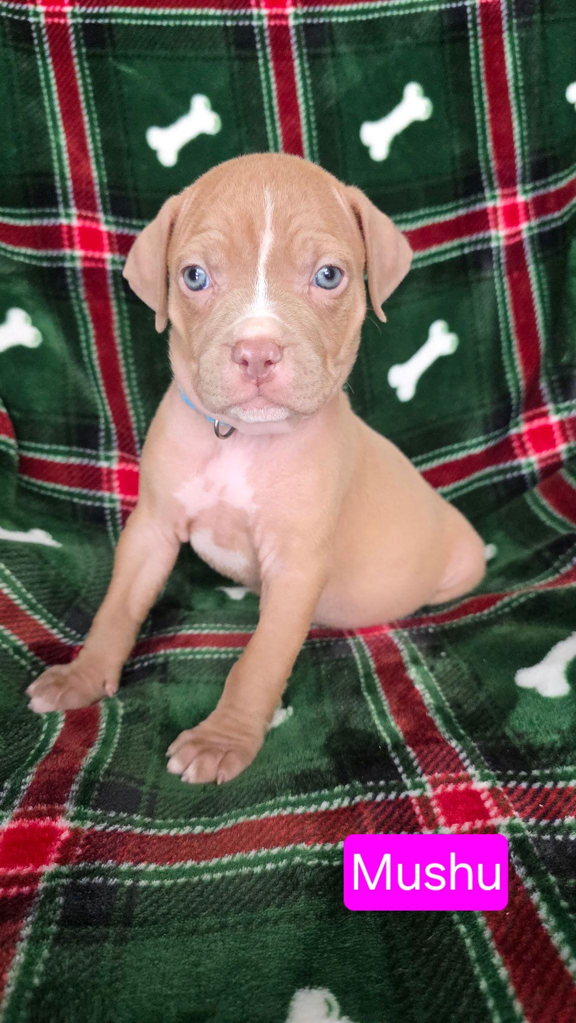 Mushu, a Adoptable mixed breed in Duluth, MN image 1/2