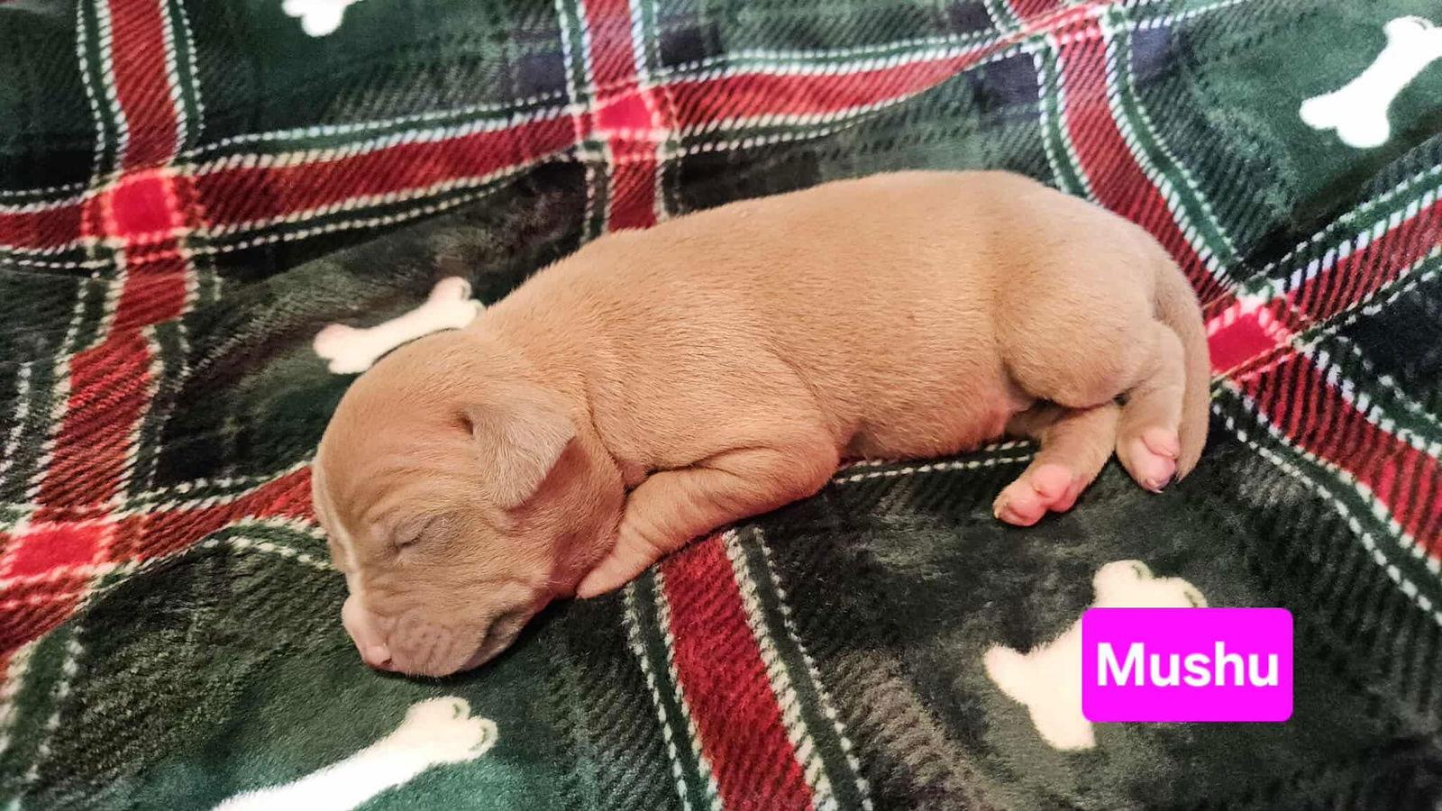 Mushu, Adoptable, Puppy Female Pit Bull Terrier & Hound.