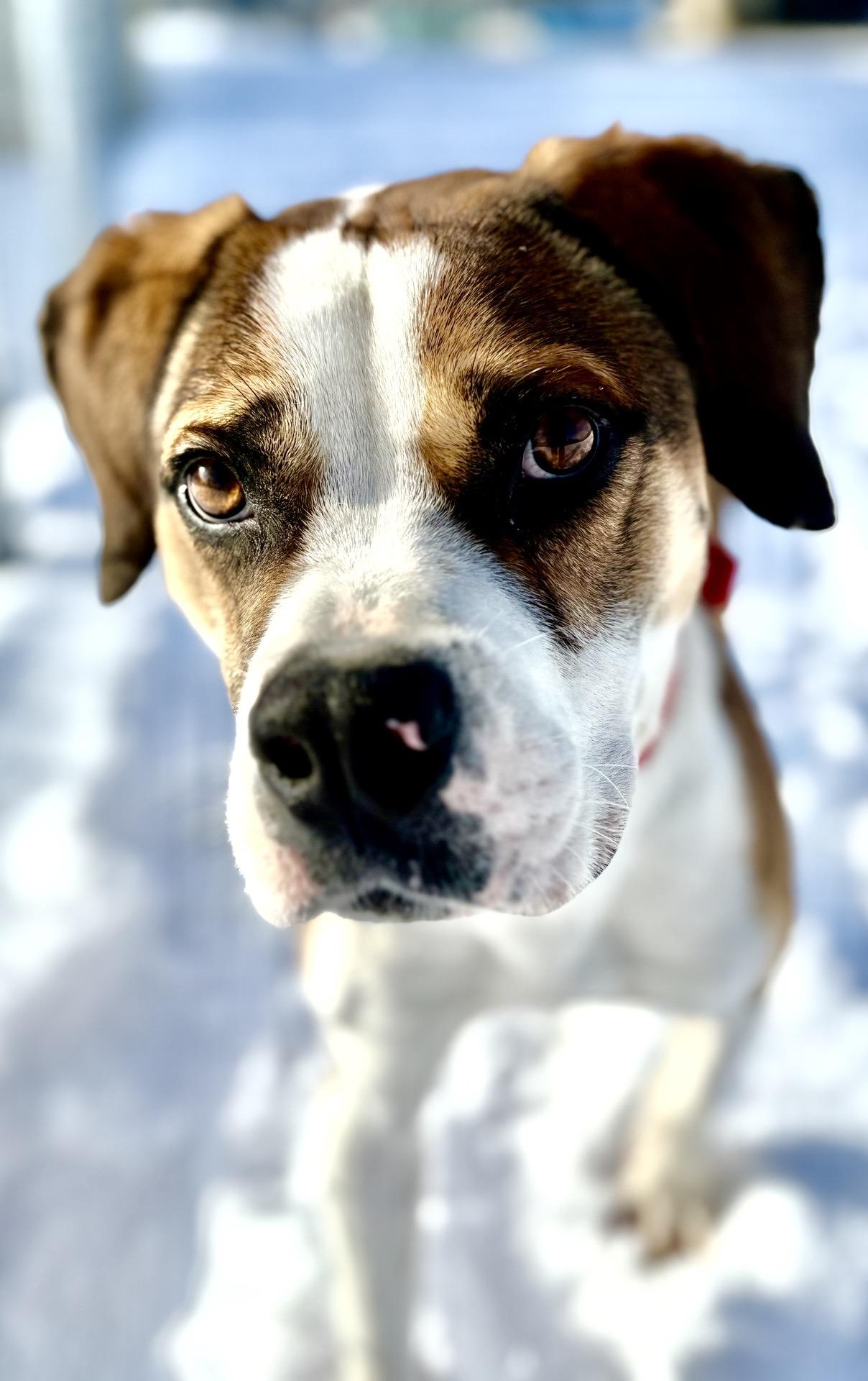 Enlarge Hubert, a Adoptable mixed breed in Oxford, MI image 1/6