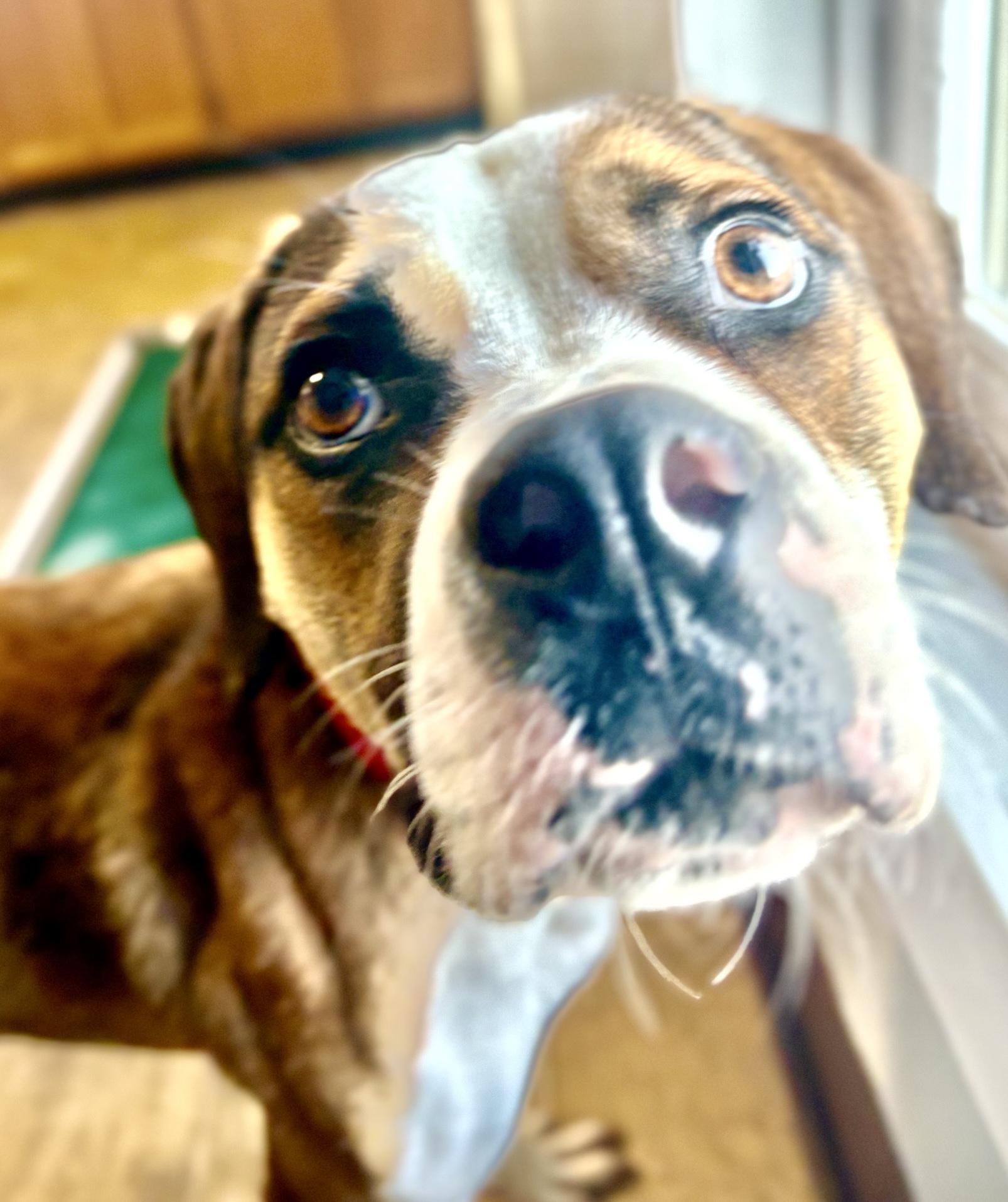 Hubert, a Adoptable mixed breed image 5/6