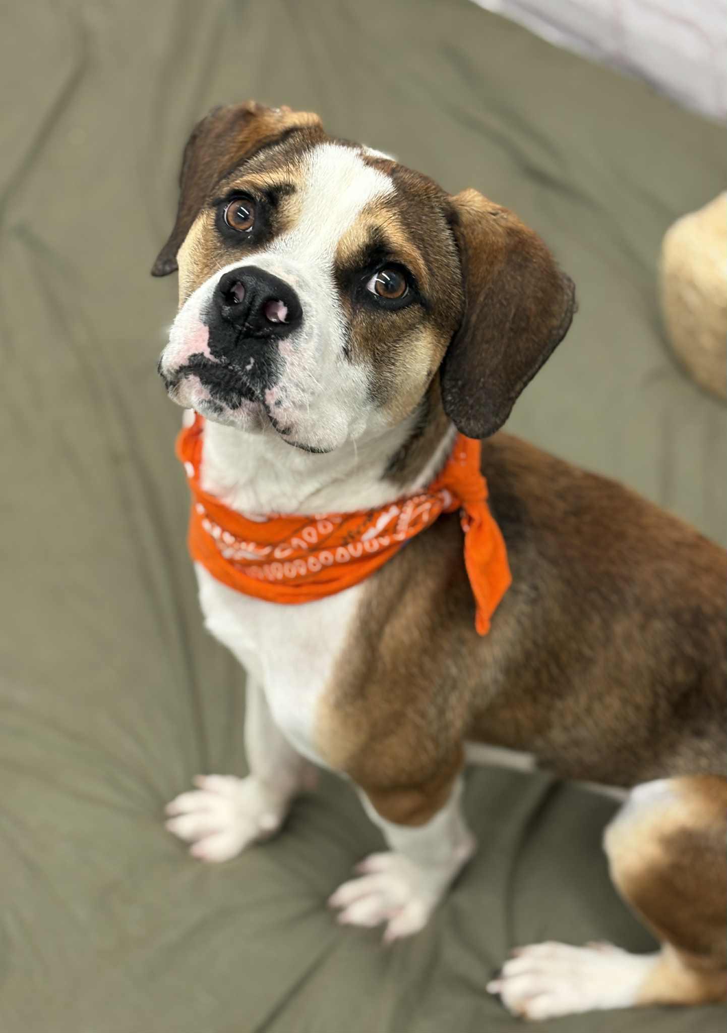 Hubert, a Adoptable mixed breed image 3/6