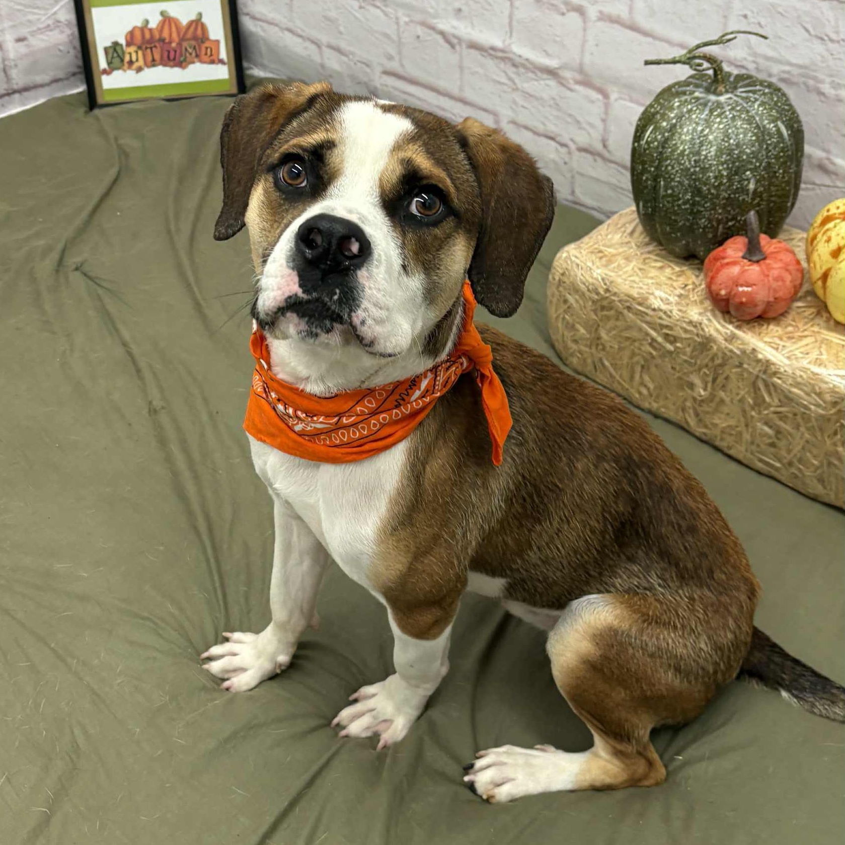 Hubert, a Adoptable mixed breed image 4/6