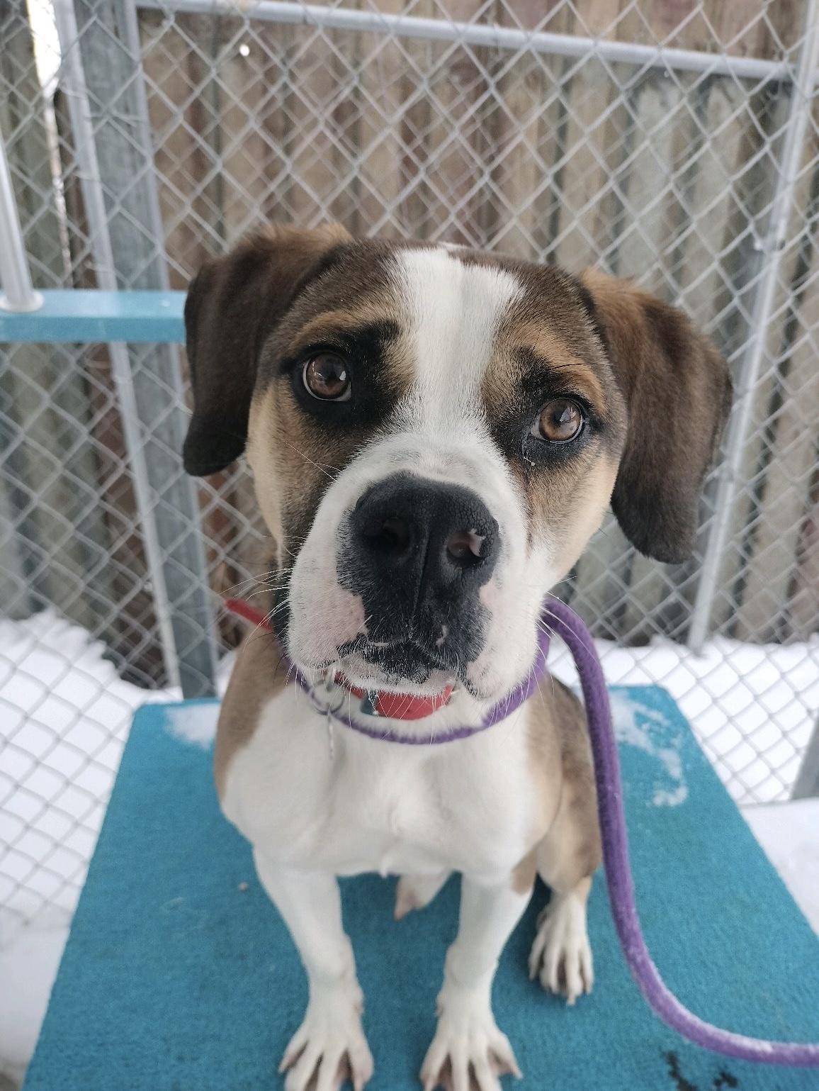 Enlarge Hubert, an adopted mixed breed in Oxford, MI image 6/6