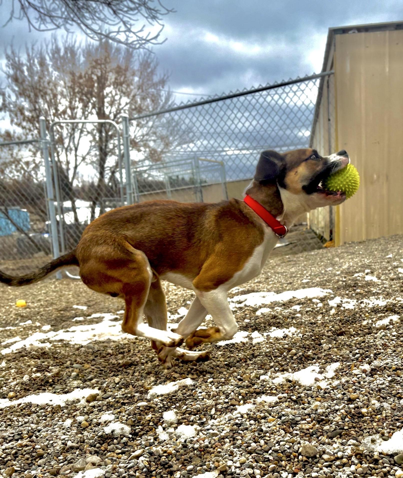 Enlarge Hubert, an adopted mixed breed in Oxford, MI image 5/6