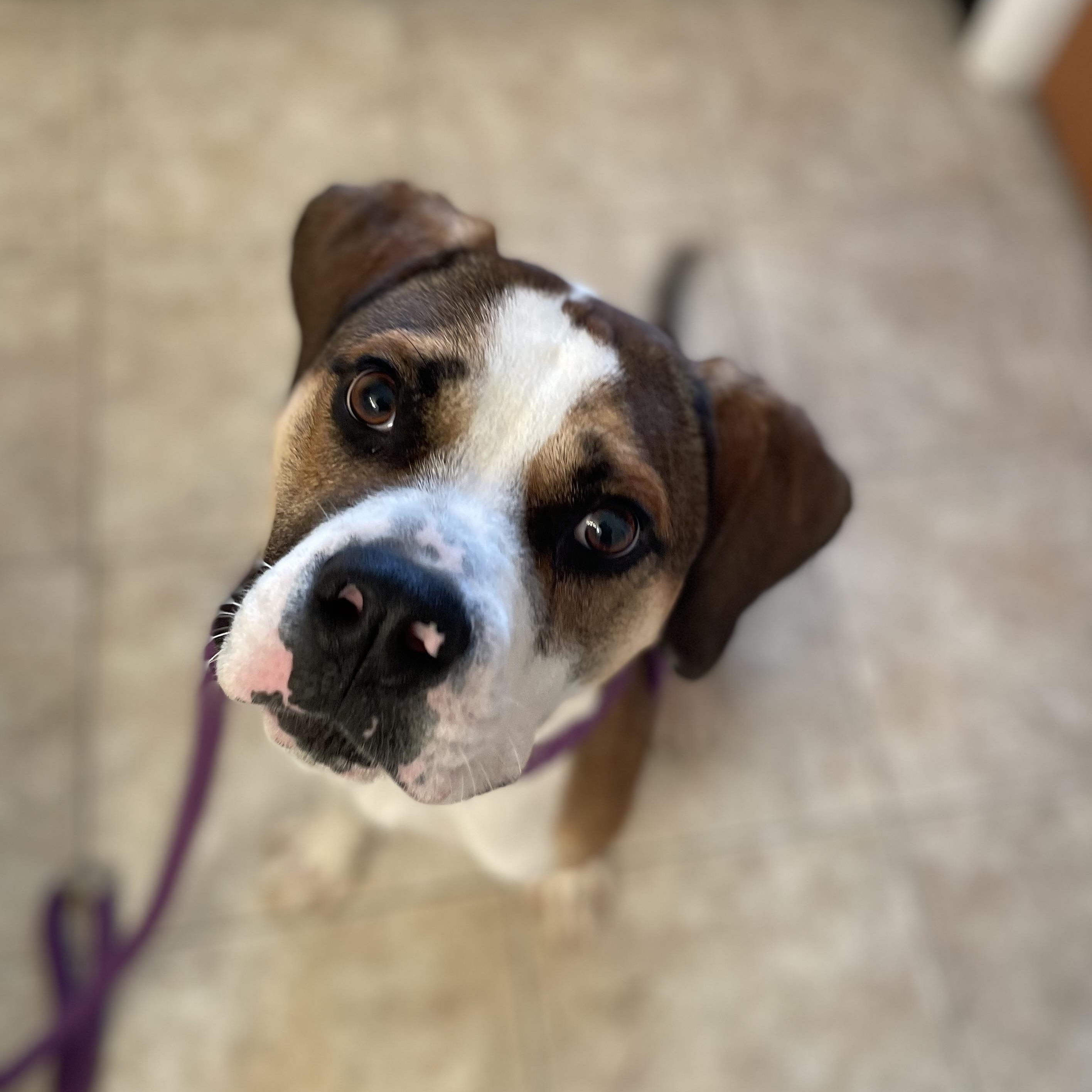 Hubert, a Adoptable mixed breed image 6/6