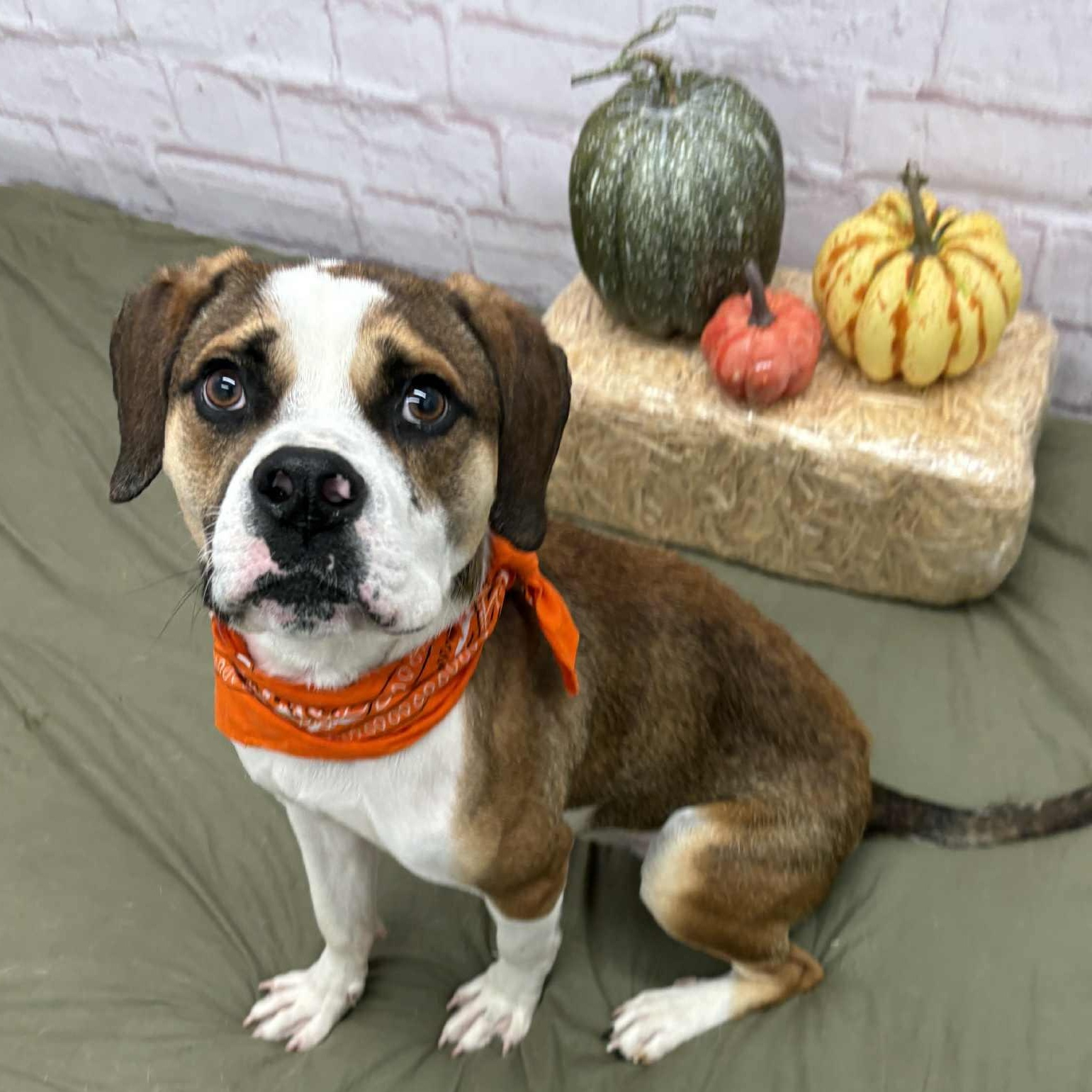 Hubert, a Adoptable mixed breed image 1/6