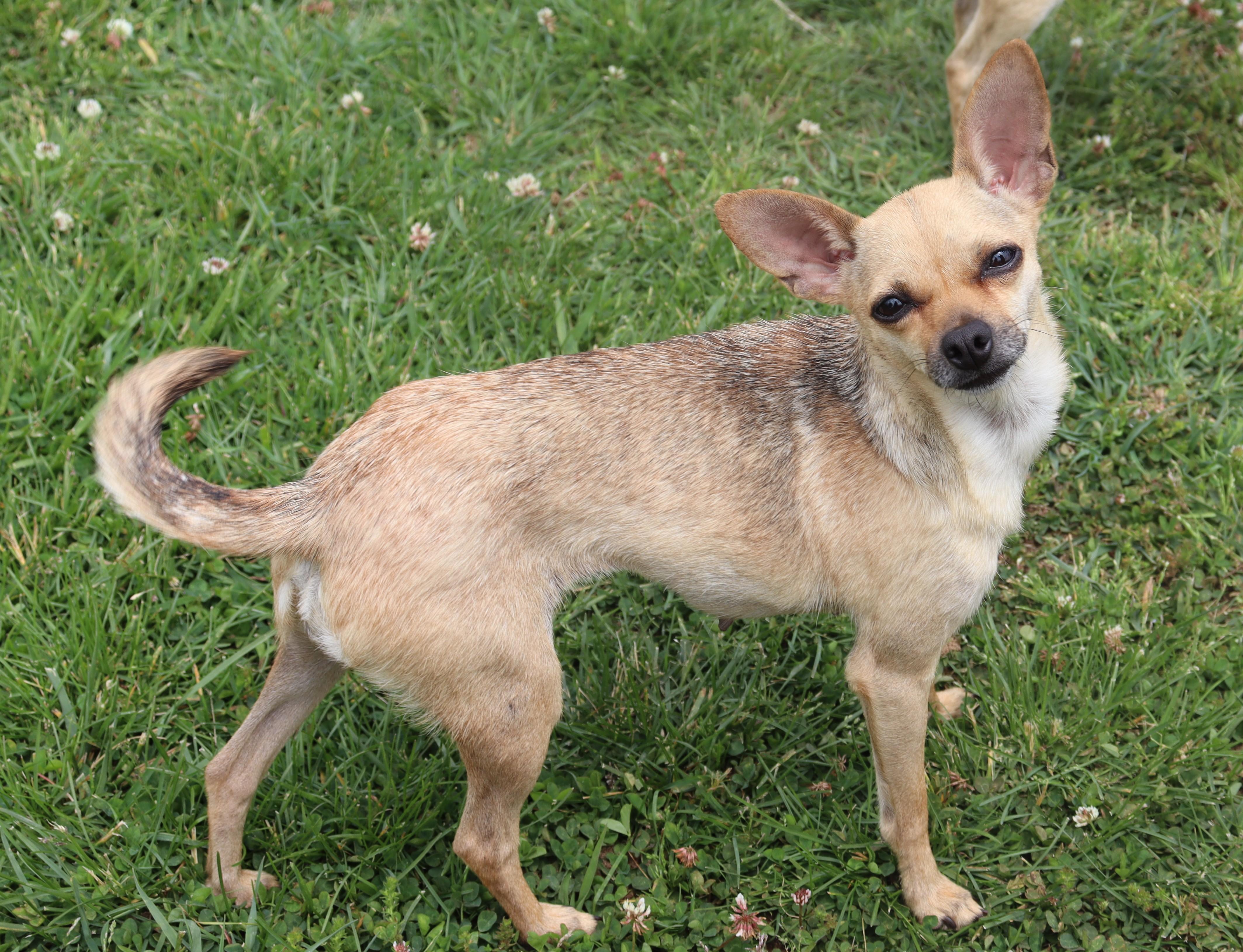 Chihuahuas for Adoption in Wilson-Conococheague, Maryland | Petfinder