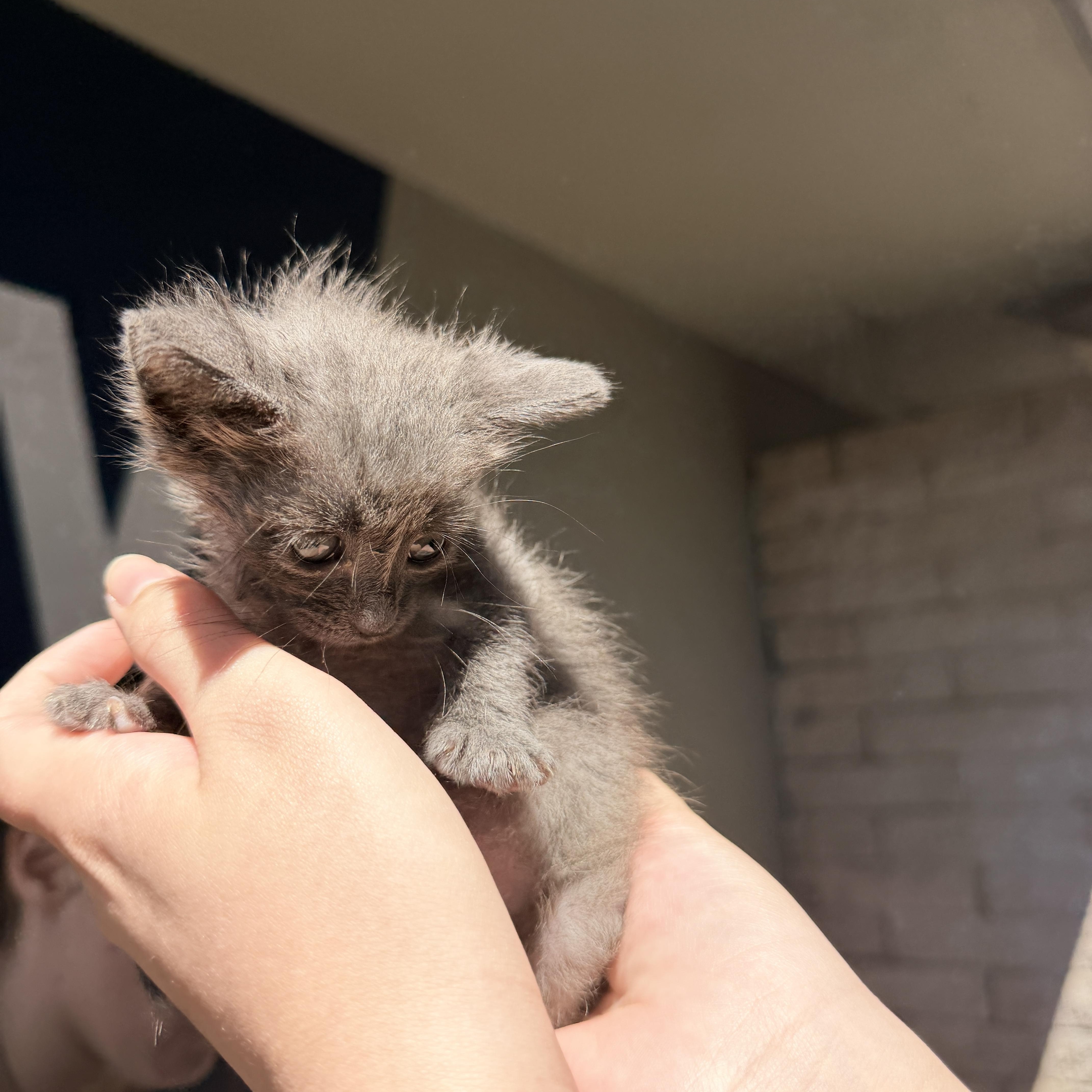 Gemma, a ADOPTABLE Domestic Medium Hair in Penryn, CA image 1/3