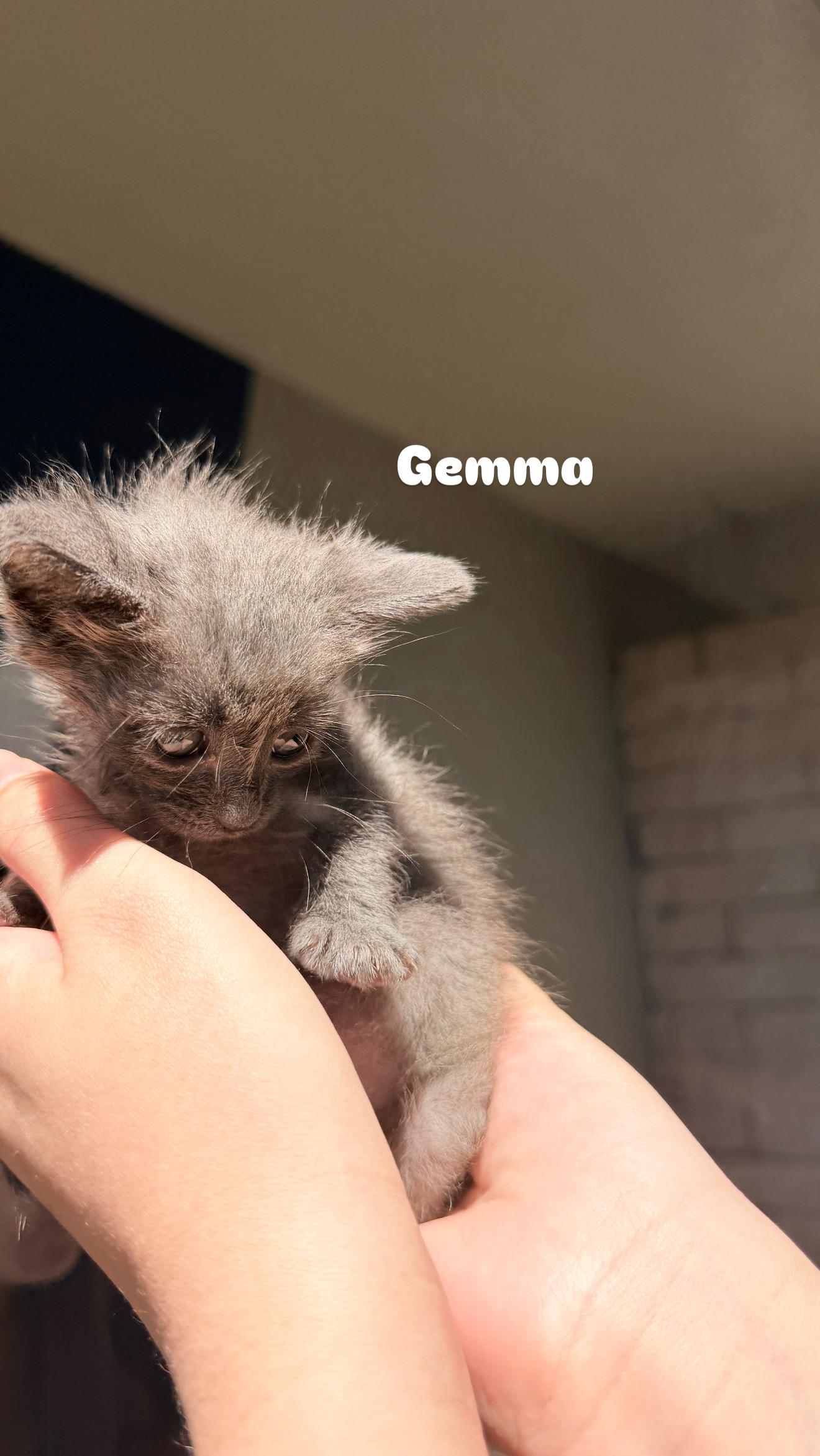 Gemma, a ADOPTABLE Domestic Medium Hair in Penryn, CA image 2/3