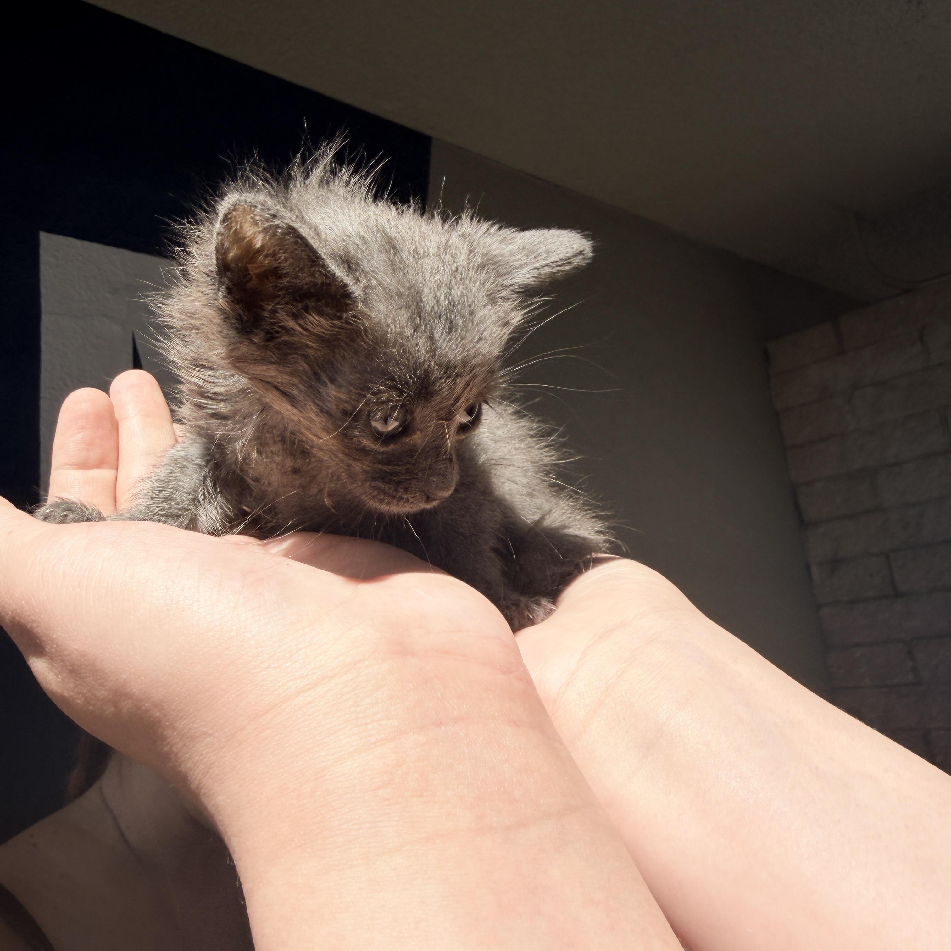 Gemma, a ADOPTABLE Domestic Medium Hair in Penryn, CA image 3/3
