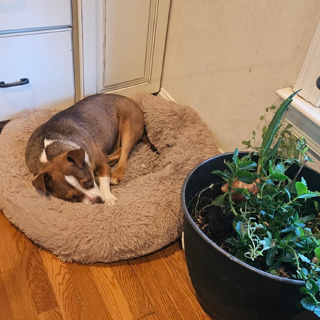 Sookie, Adoptable, Adult Female Mixed Breed.