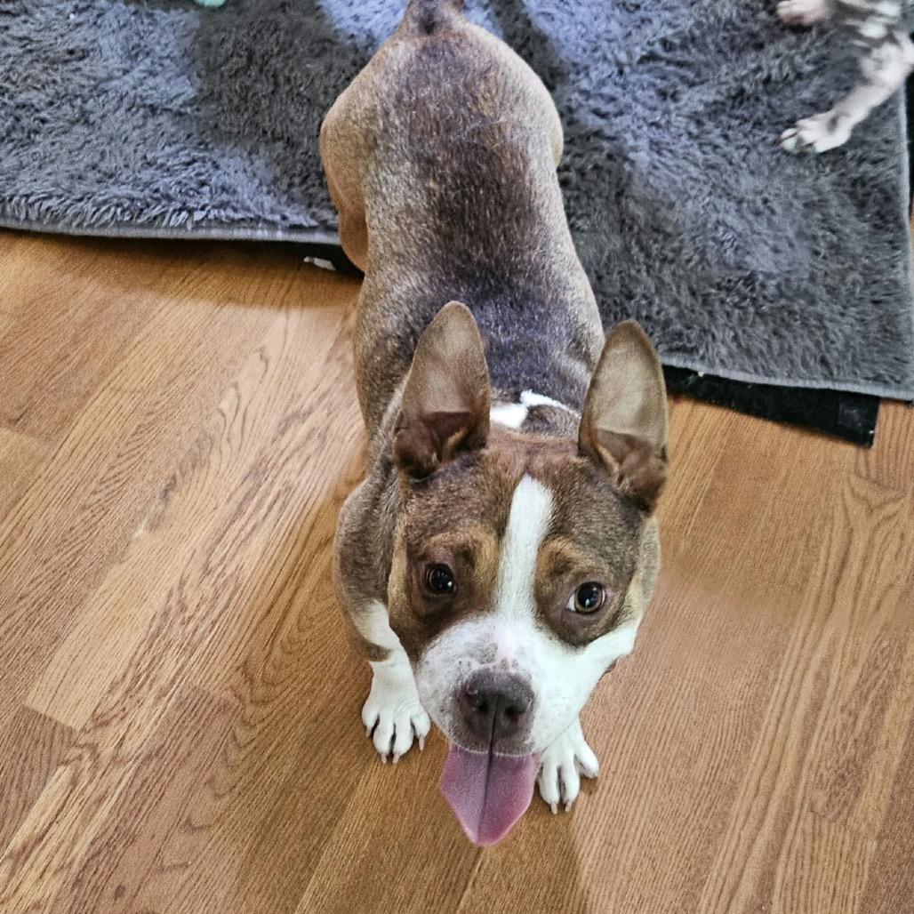 Sookie, a Adoptable Mixed Breed in Winston-Salem, NC image 2/3