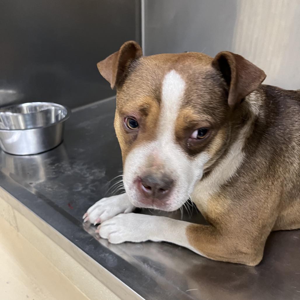Sookie, a Adoptable Mixed Breed in Winston-Salem, NC image 3/3