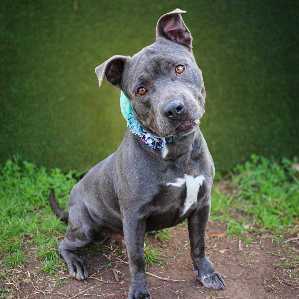 Rocky, Adoptable, Adult Male Mixed Breed.
