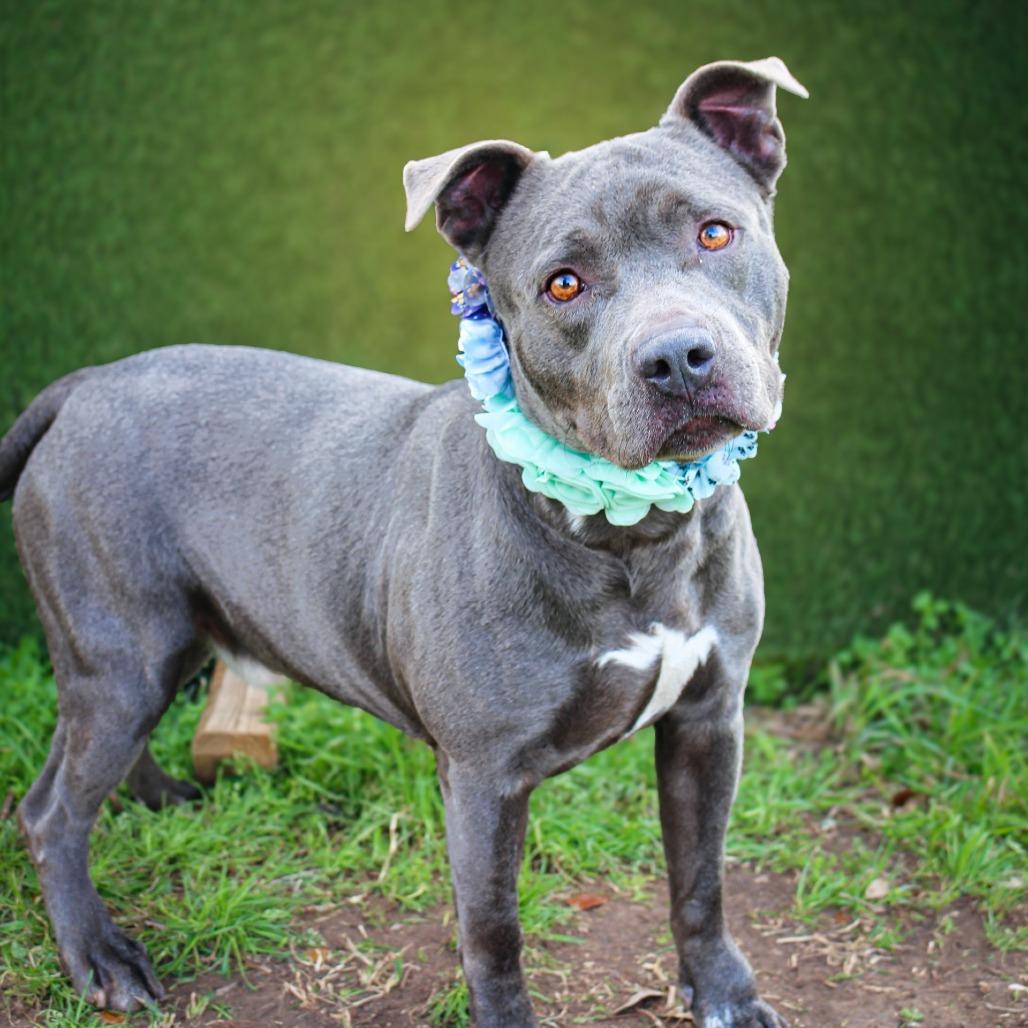 Enlarge Rocky, a Adoptable Mixed Breed in Lake Jackson, TX image 2/2