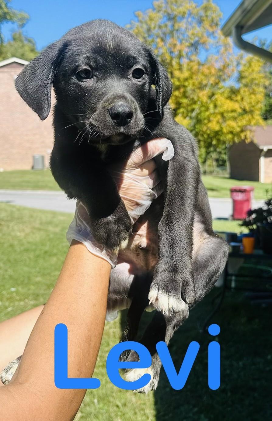 Enlarge Levi, a Adoptable mixed breed in Albany, NY image 6/6
