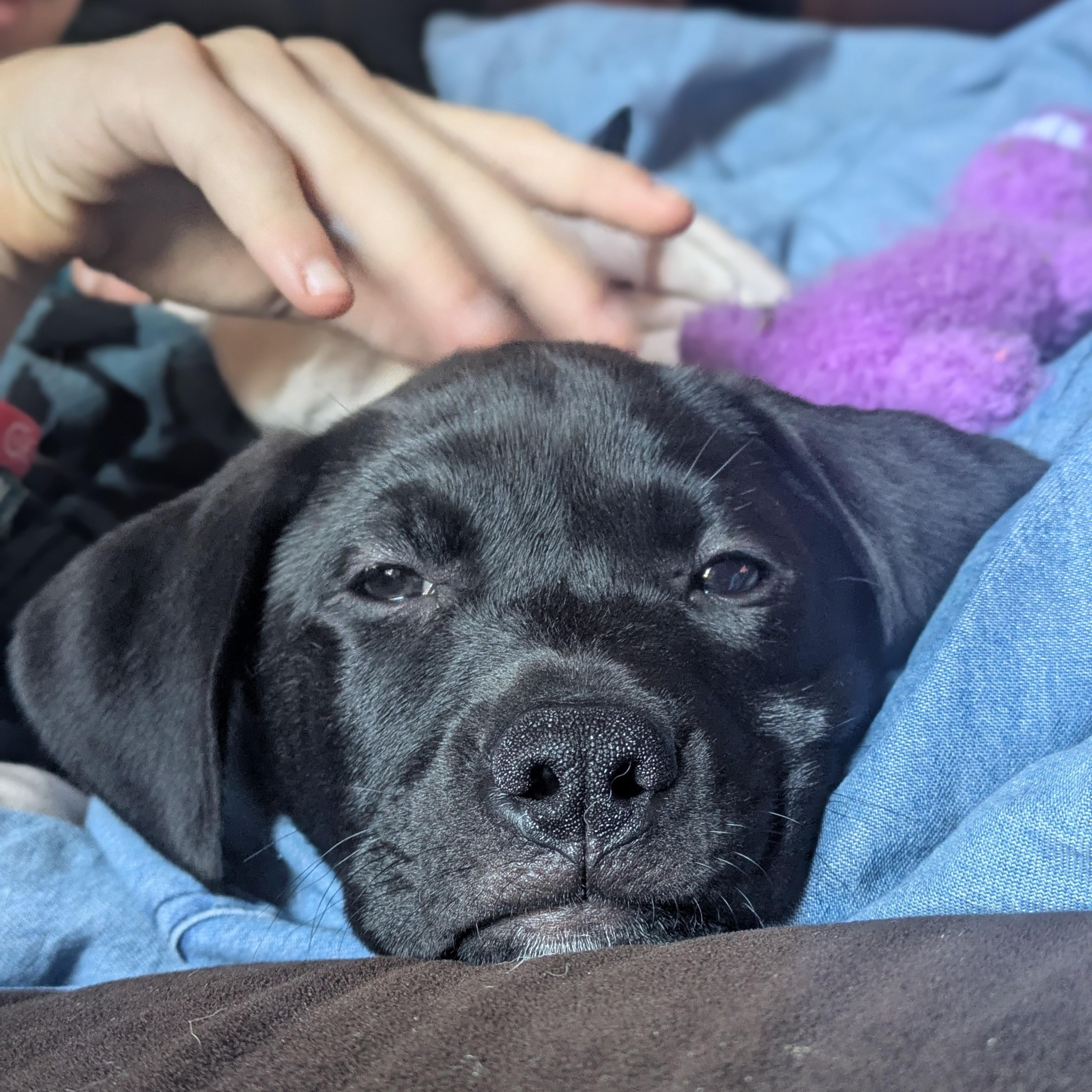 Enlarge Levi, a Adoptable mixed breed in Albany, NY image 3/6