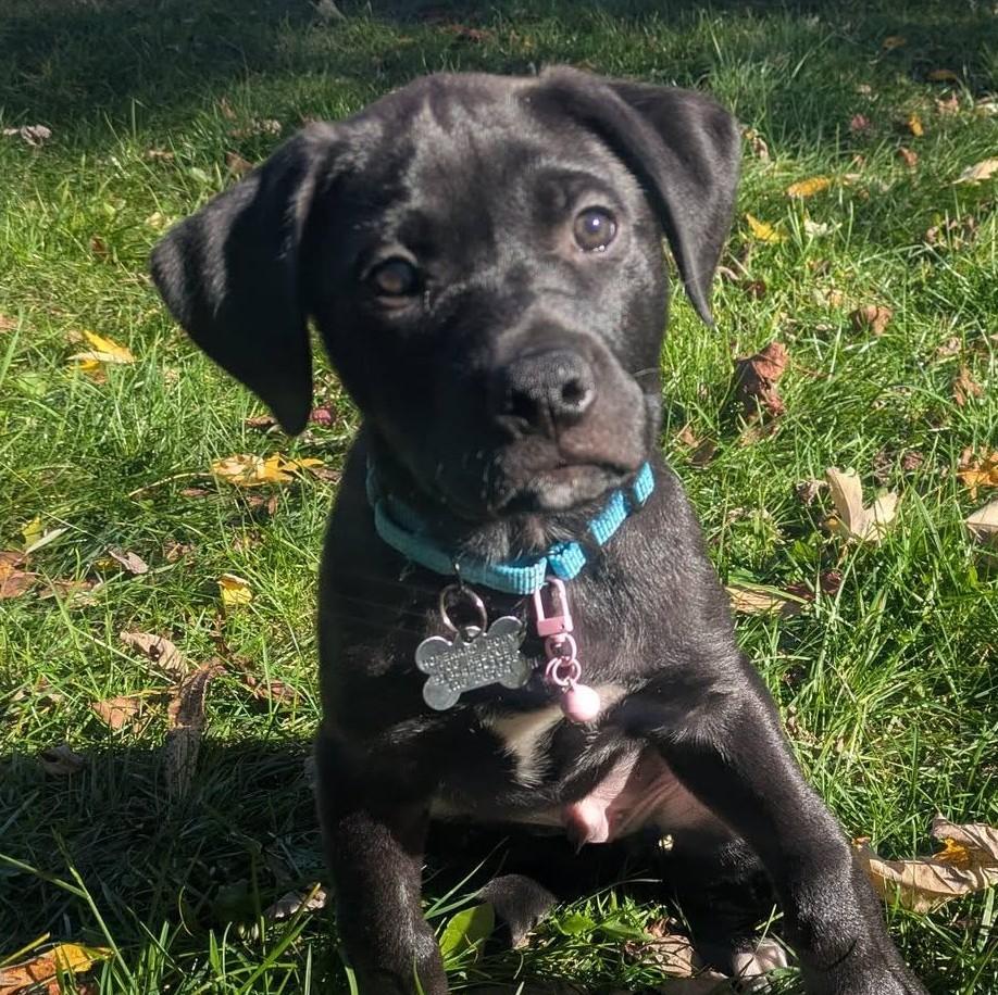 Levi, Adoptable, Puppy Male Mastiff & Labrador Retriever.