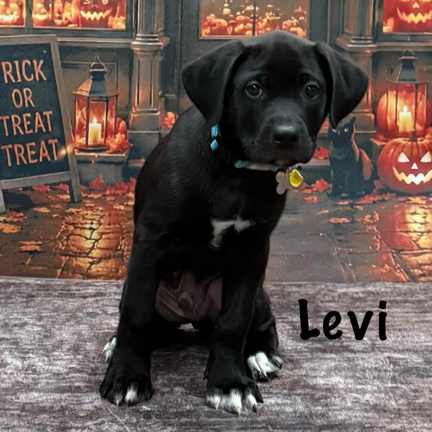 Enlarge Levi, a Adoptable mixed breed in Albany, NY image 5/6