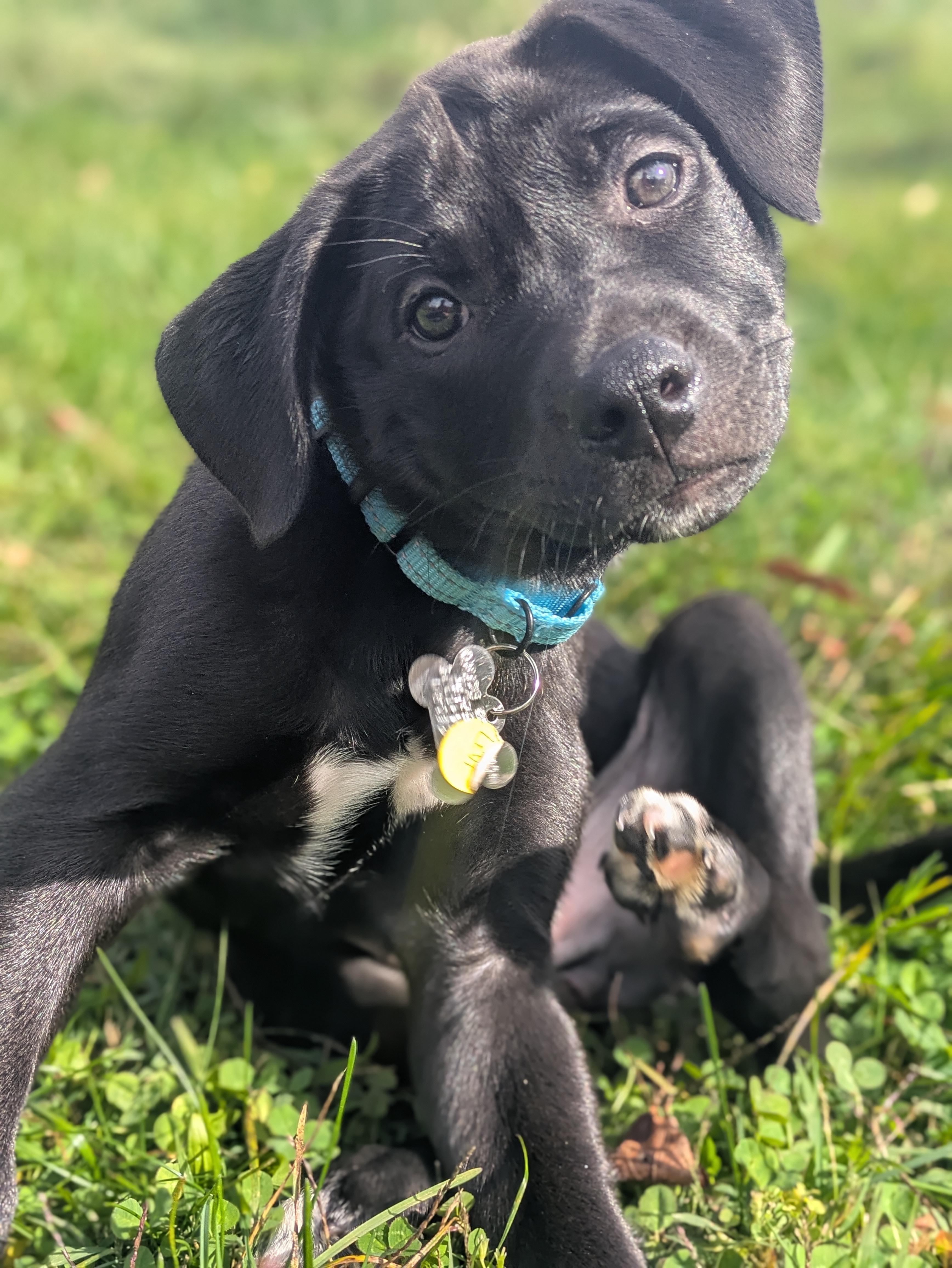 Enlarge Levi, a Adoptable mixed breed in Albany, NY image 2/6