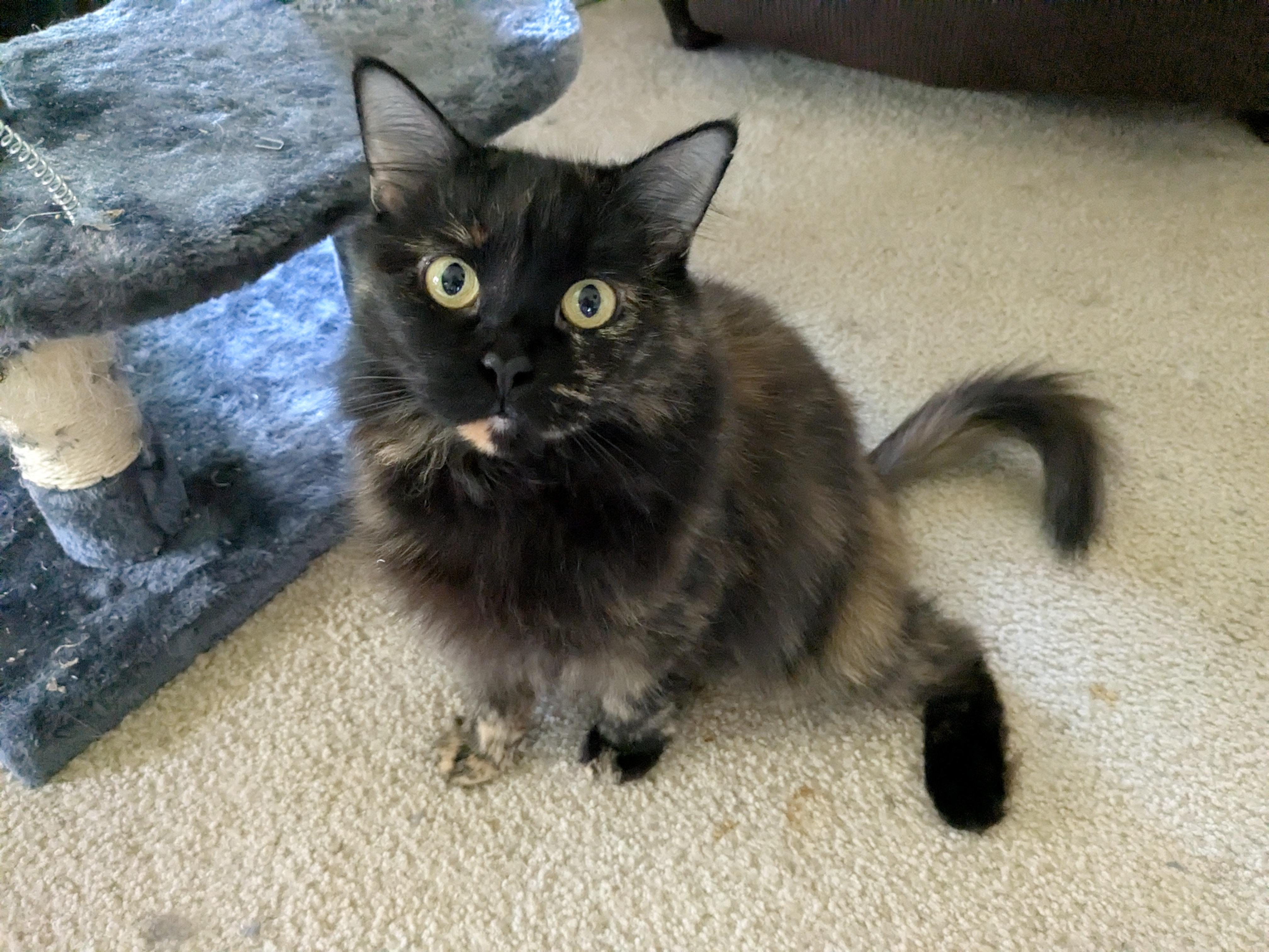 Gypsy, adoptable, Young Female Domestic Long Hair.