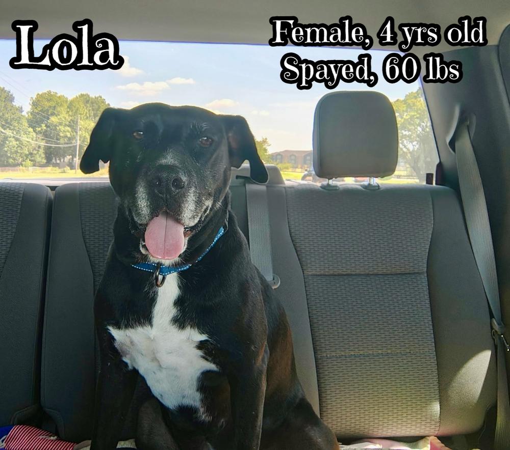 Lola, Adoptable, Adult Female American Staffordshire Terrier.