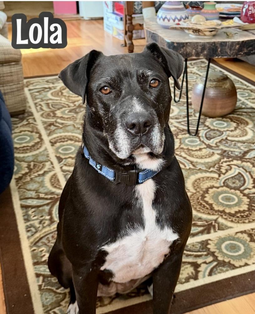 Enlarge Lola, a Adoptable mixed breed in Tulsa, OK image 2/2