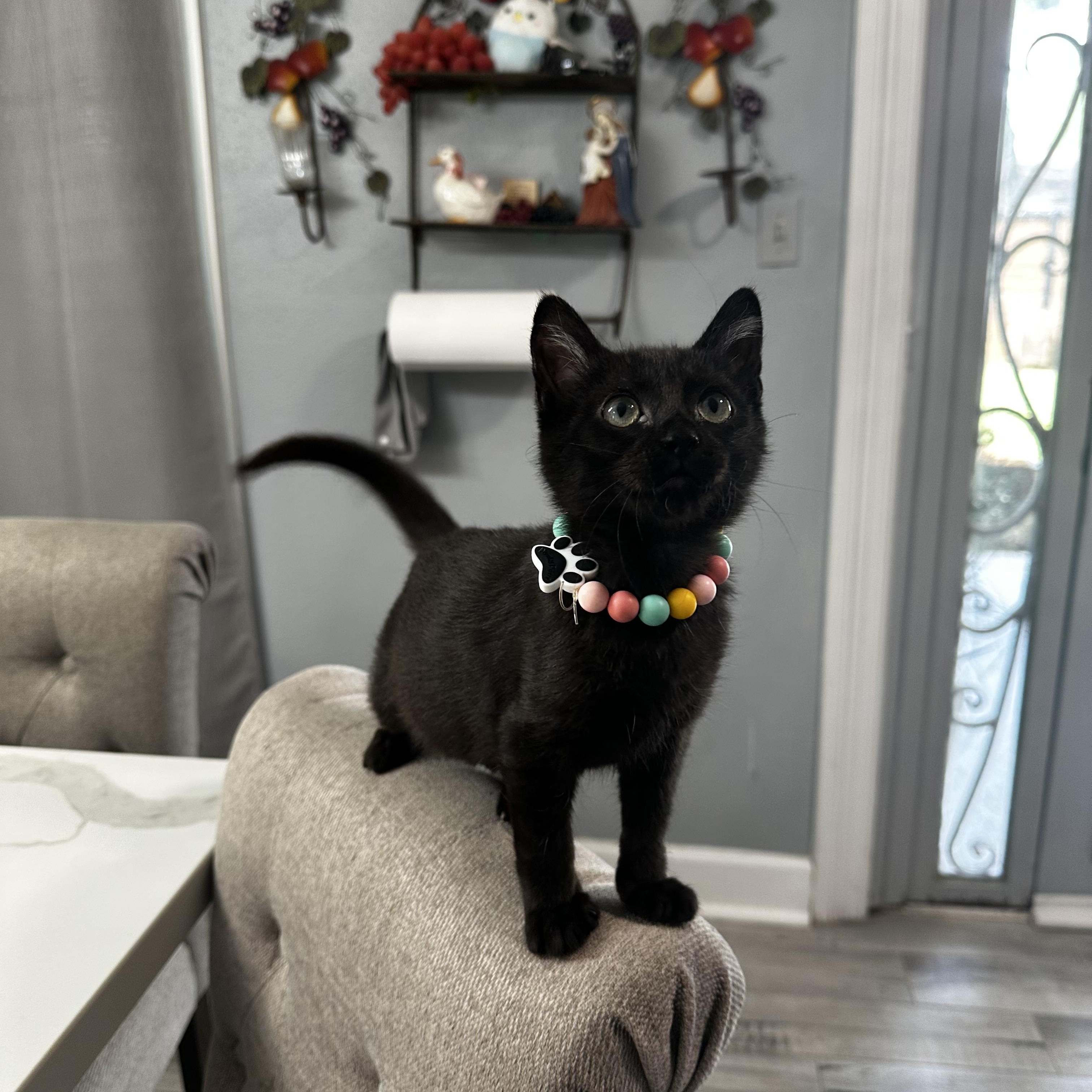 Elphie - Kuykendahl/99 Petsmart