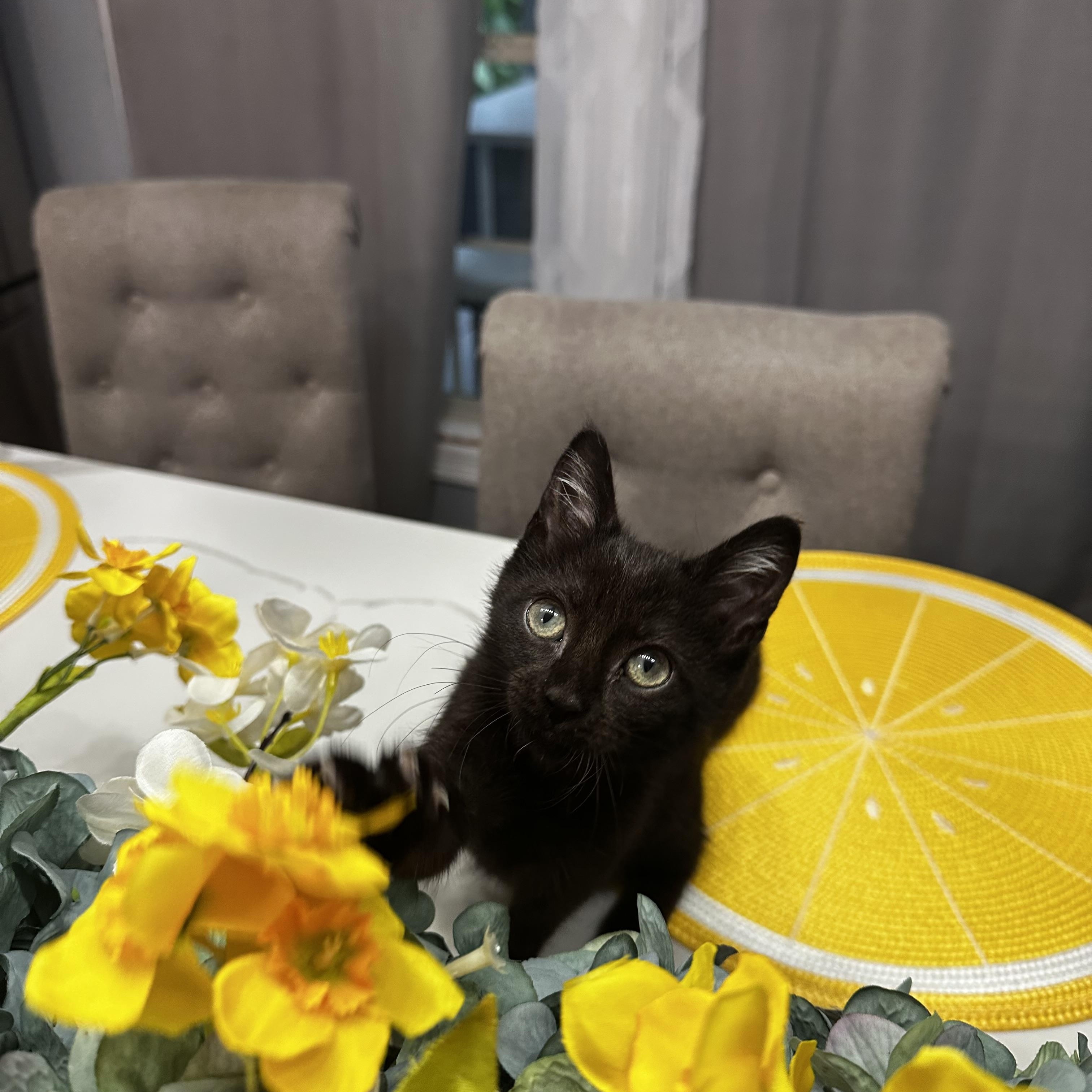 Elphie - Kuykendahl/99 Petsmart