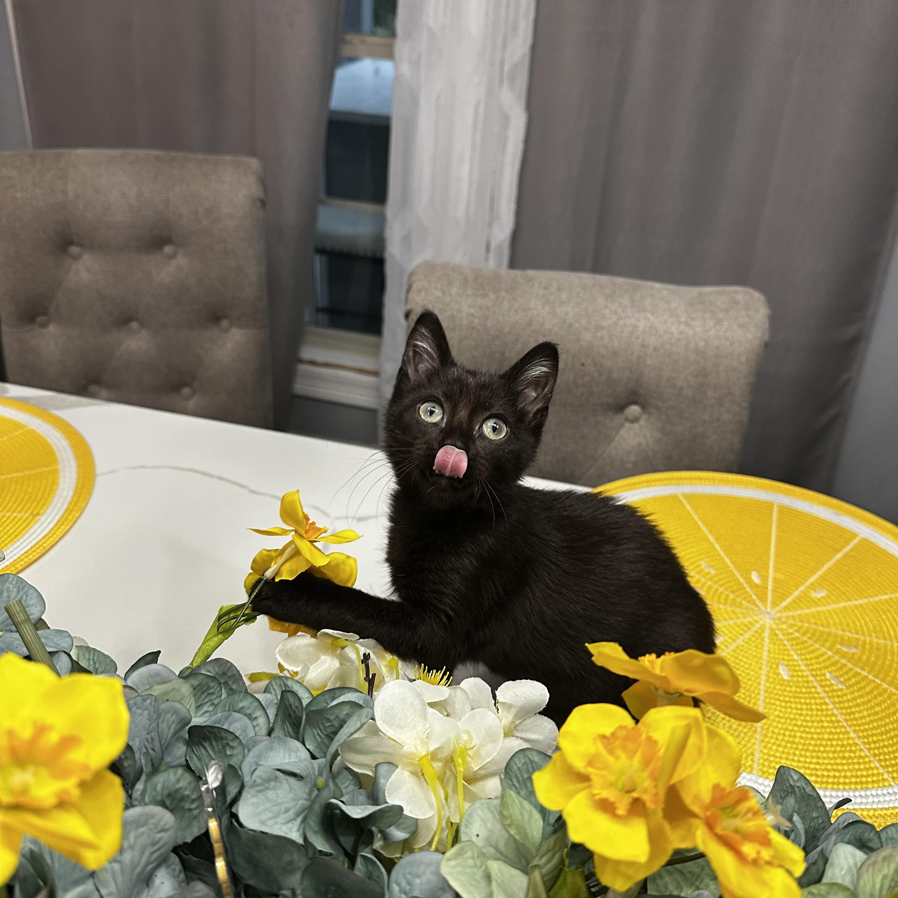 Elphie - Kuykendahl/99 Petsmart