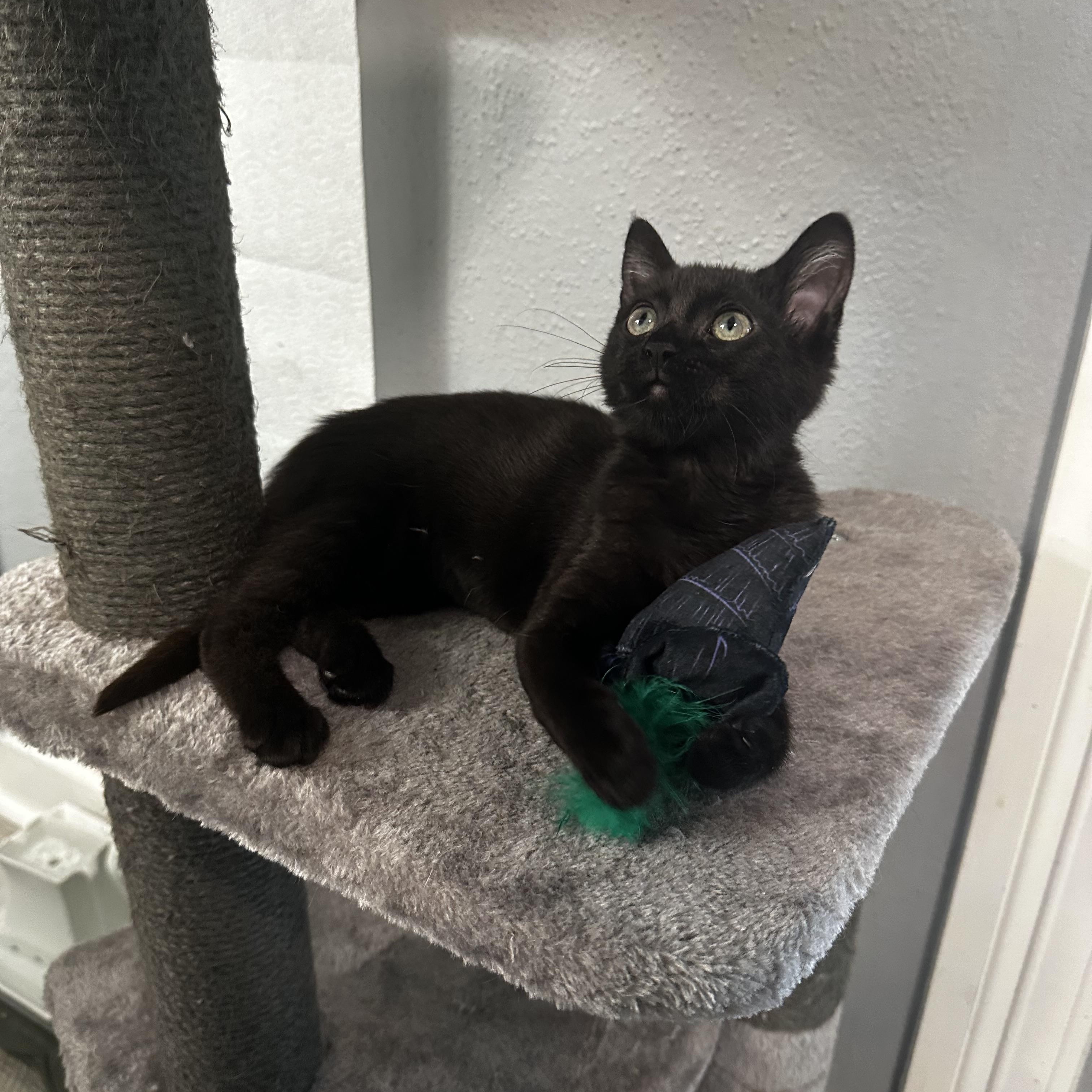Elphie - Kuykendahl/99 Petsmart